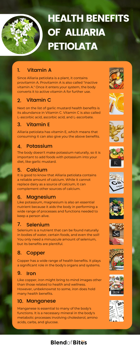 Alliaria Petiolata Health Benefits Infographic