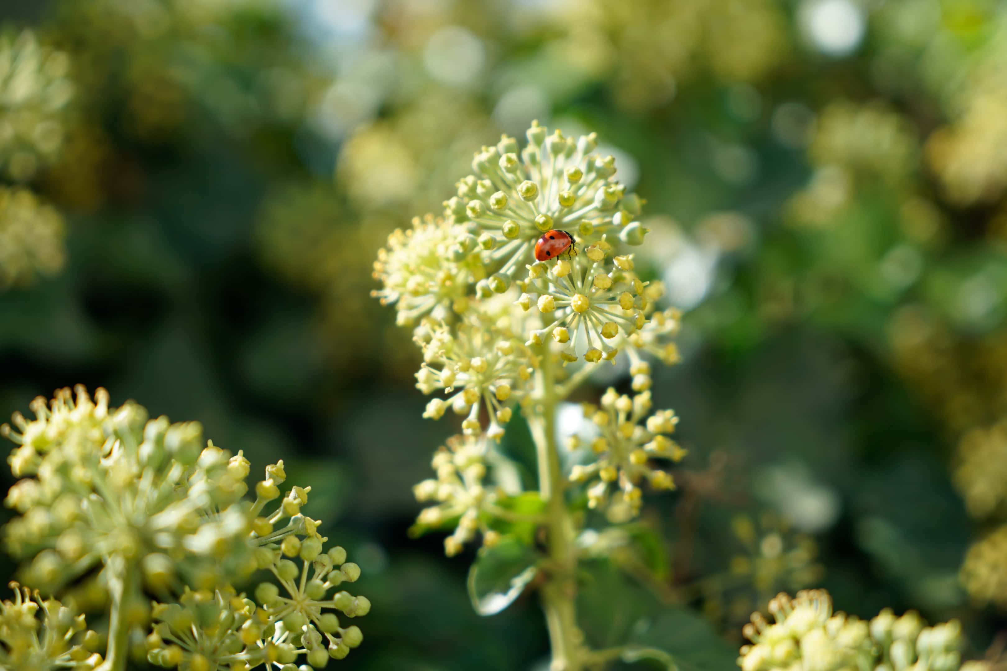 Fresh angelica herb