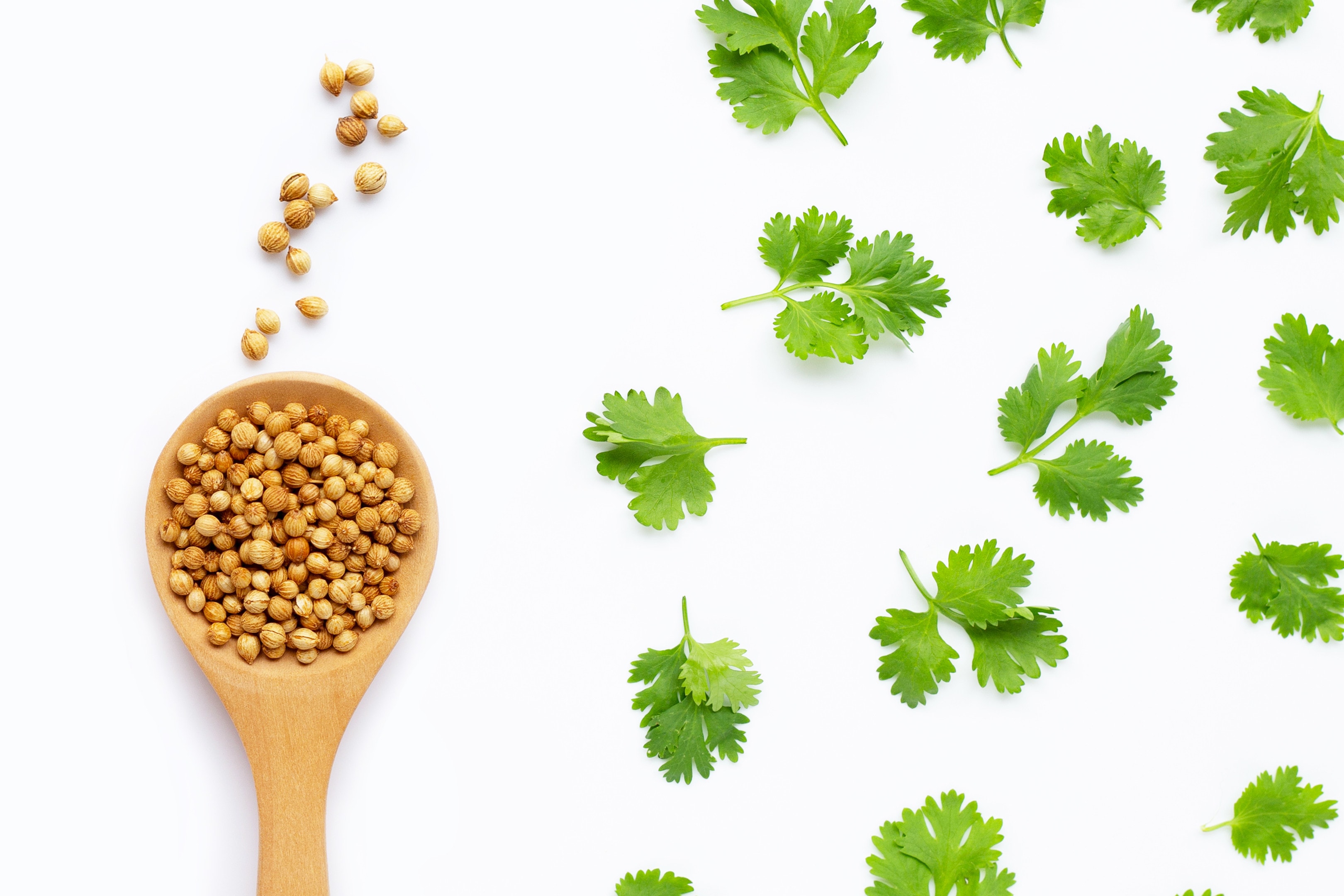 Coriander seeds with fresh coriander leaves isolated white