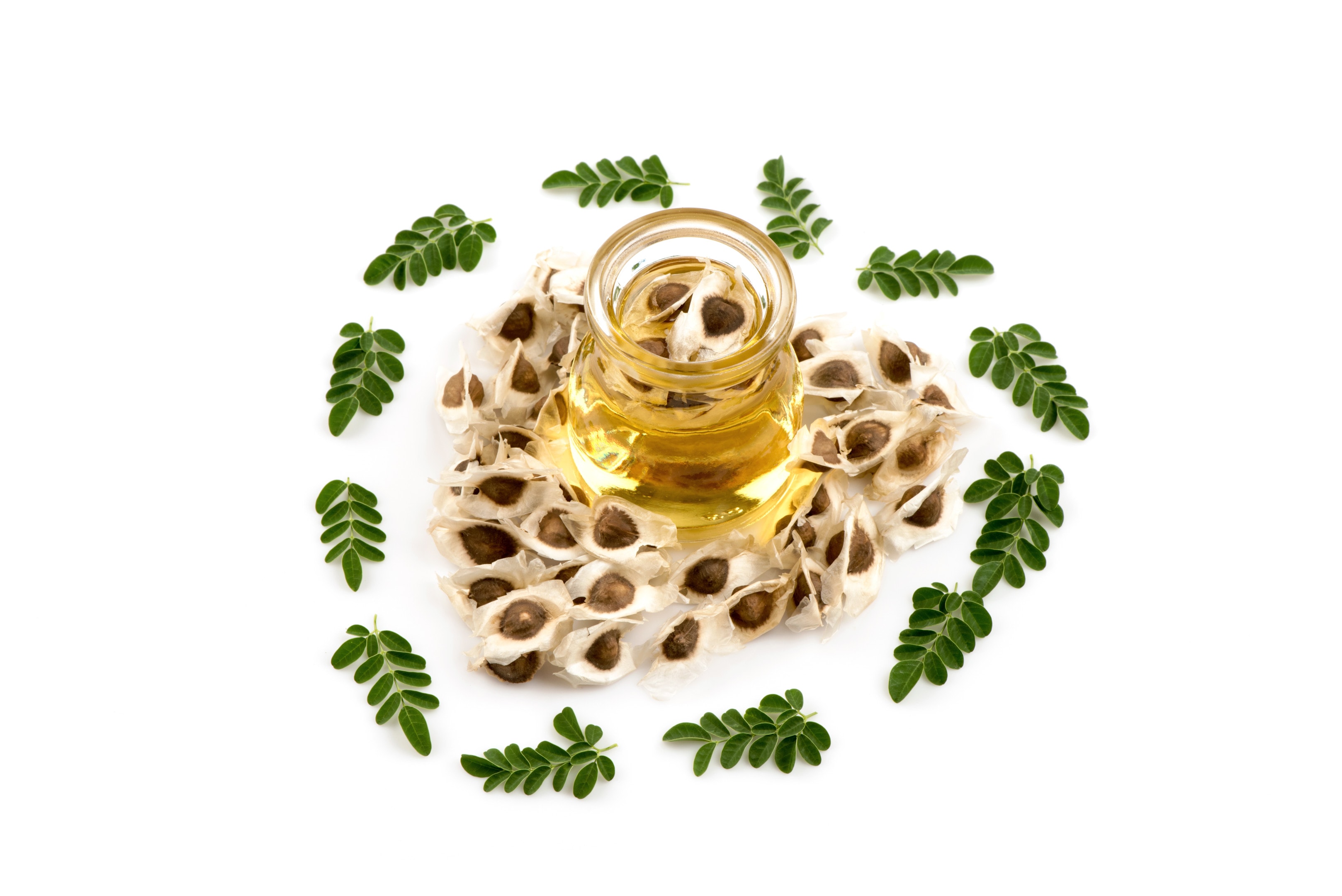 Dried moringa seeds with moringa oil and moringa leaves