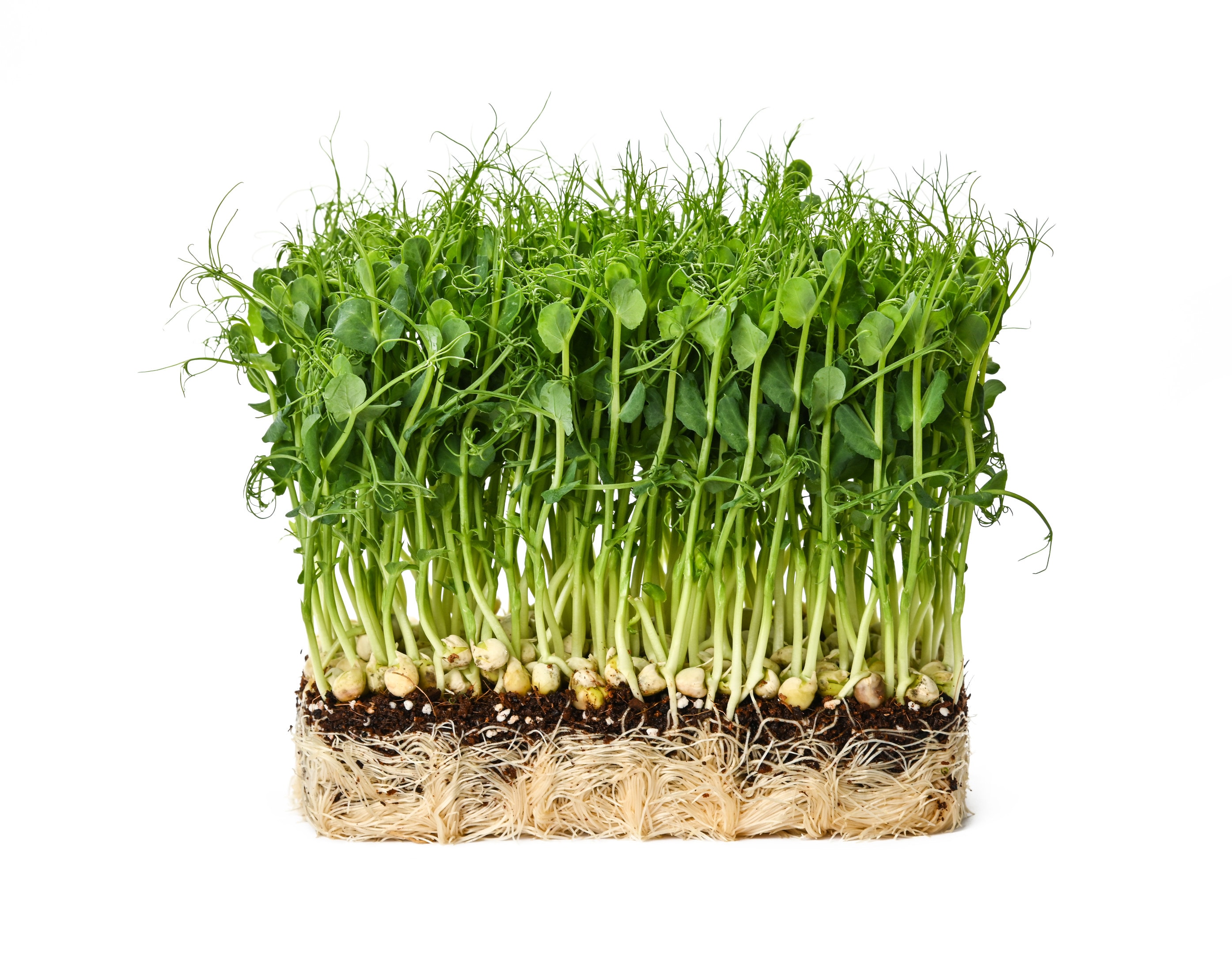 Fresh green peas microgreen sprouts