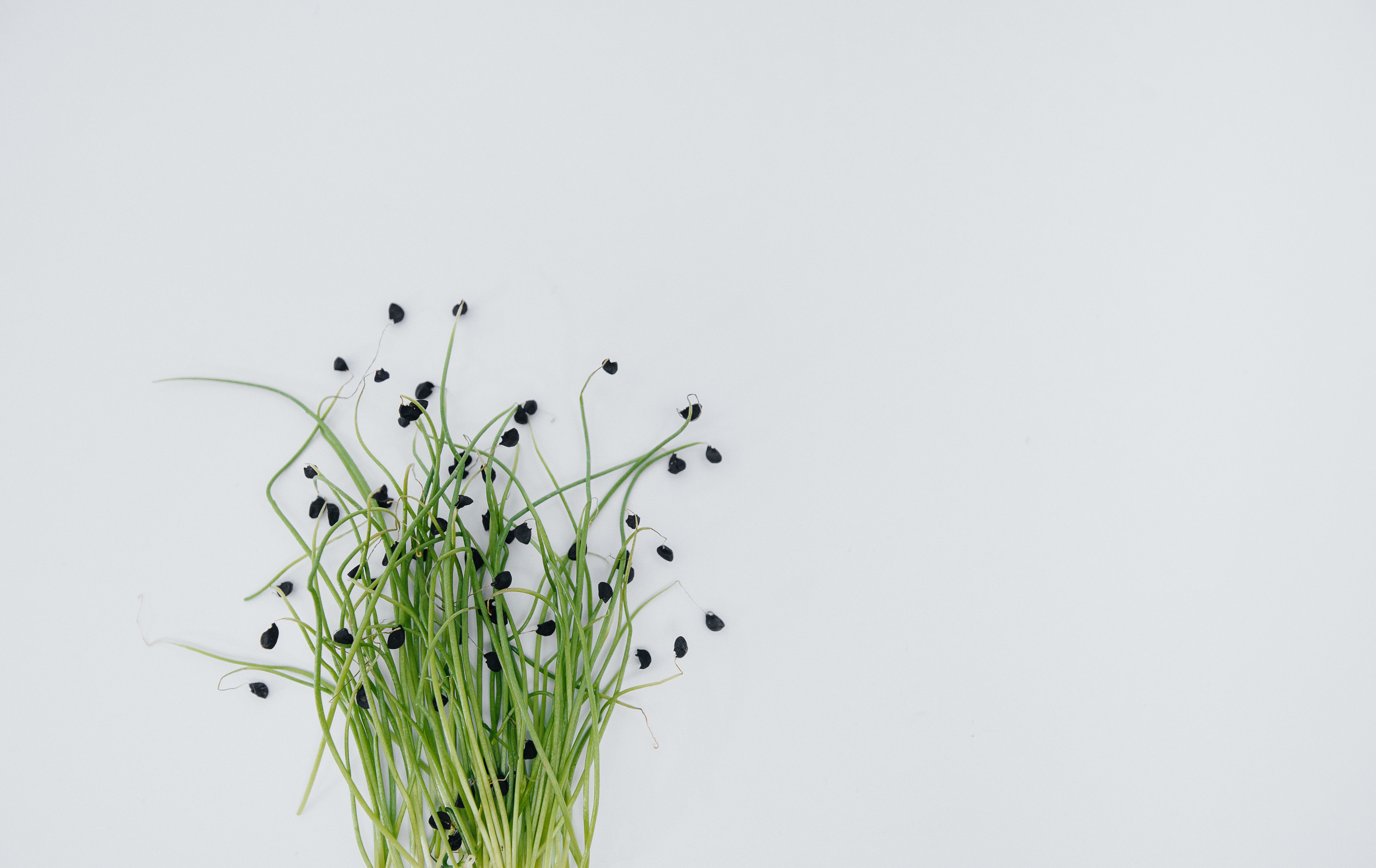 Micro green sprouts with seeds on white table