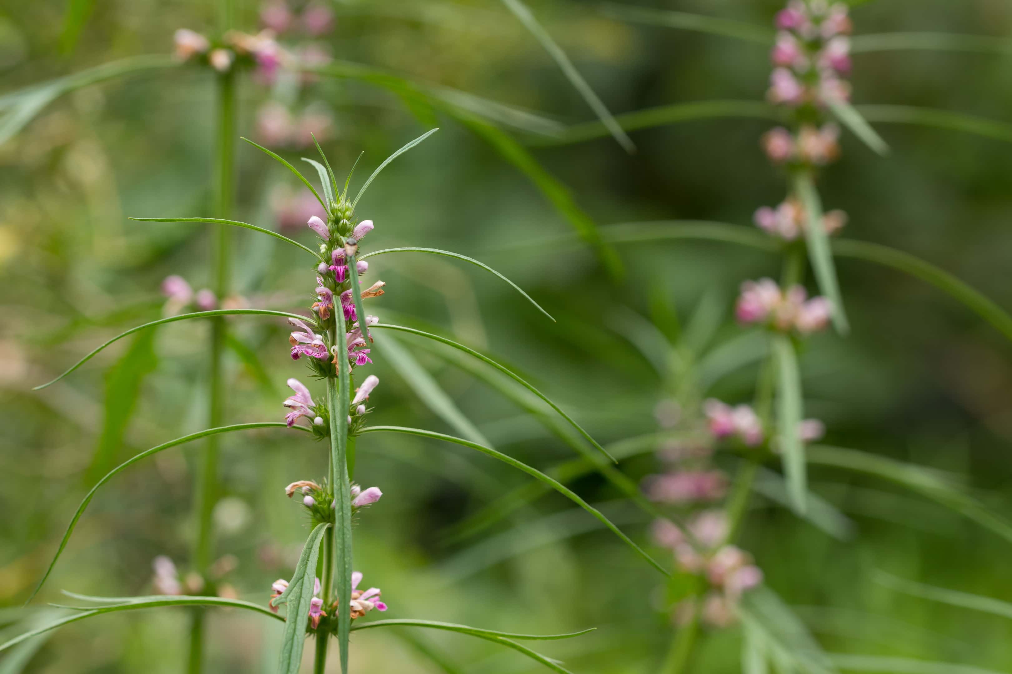 Motherwort herb — medicinal plant — commonly called honeyweed siberian