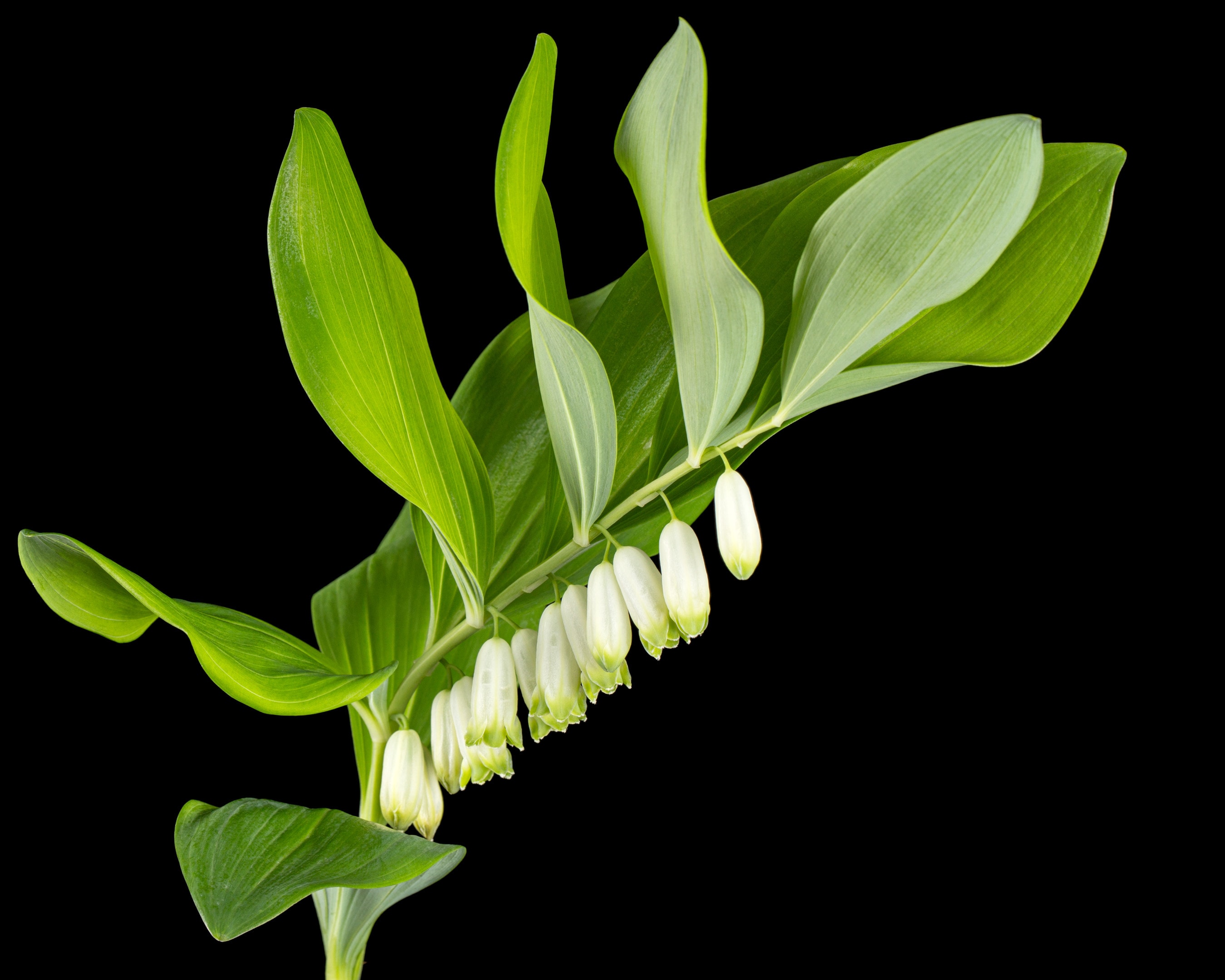 Solomon's seal — Polygonatum odoratum