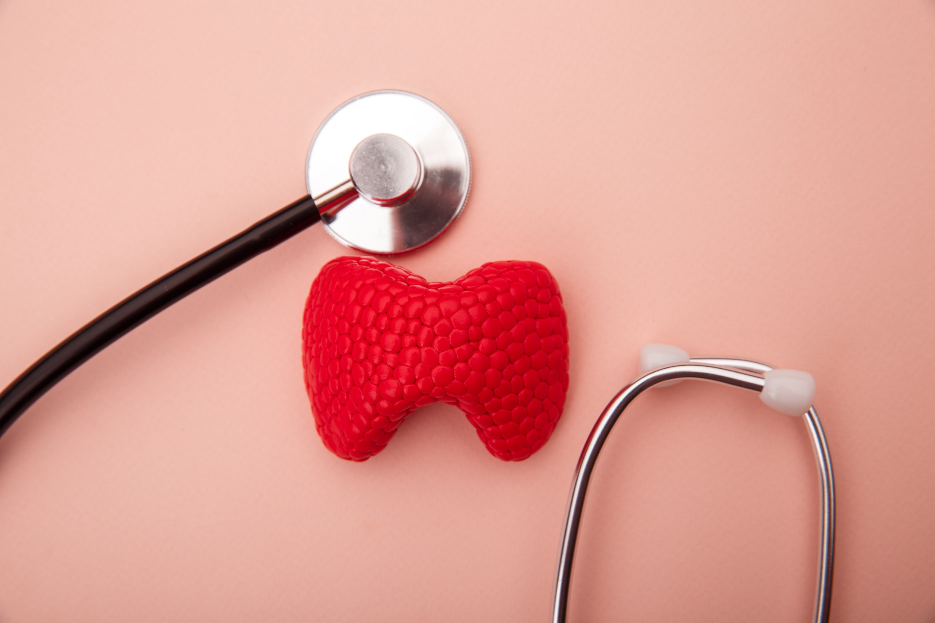 Thyroid gland anatomical model