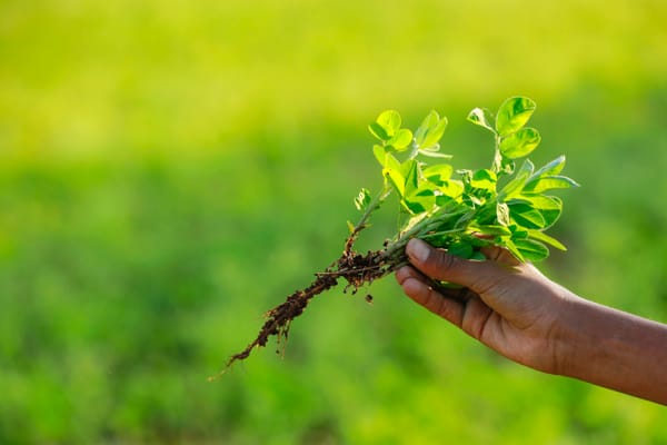 Bowls with different masala curry powders on wooden background