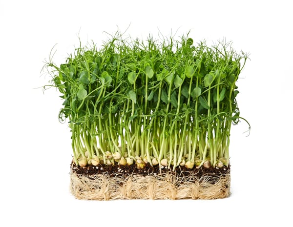 Fresh green peas microgreen sprouts