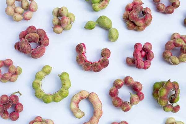 Seeni puliyanga — Manila tamarind fruit (pithecellobium dulce)