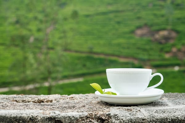 Cup of white tea on a tea plantation