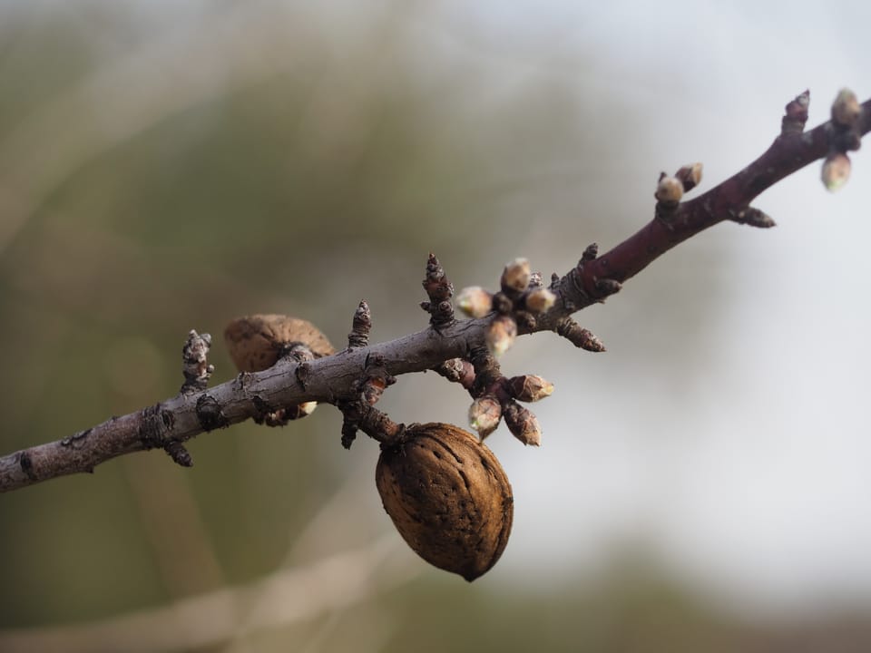 Close-up of fruit on a tree branch