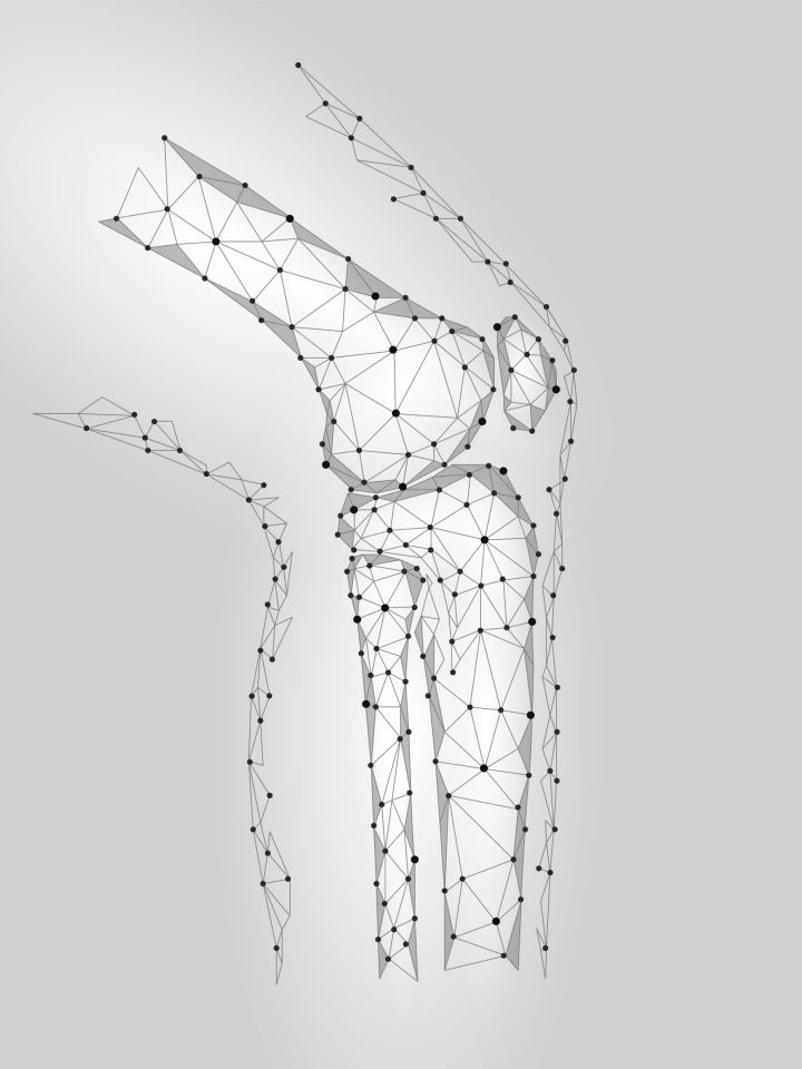 Human knee joint 3d model illustration