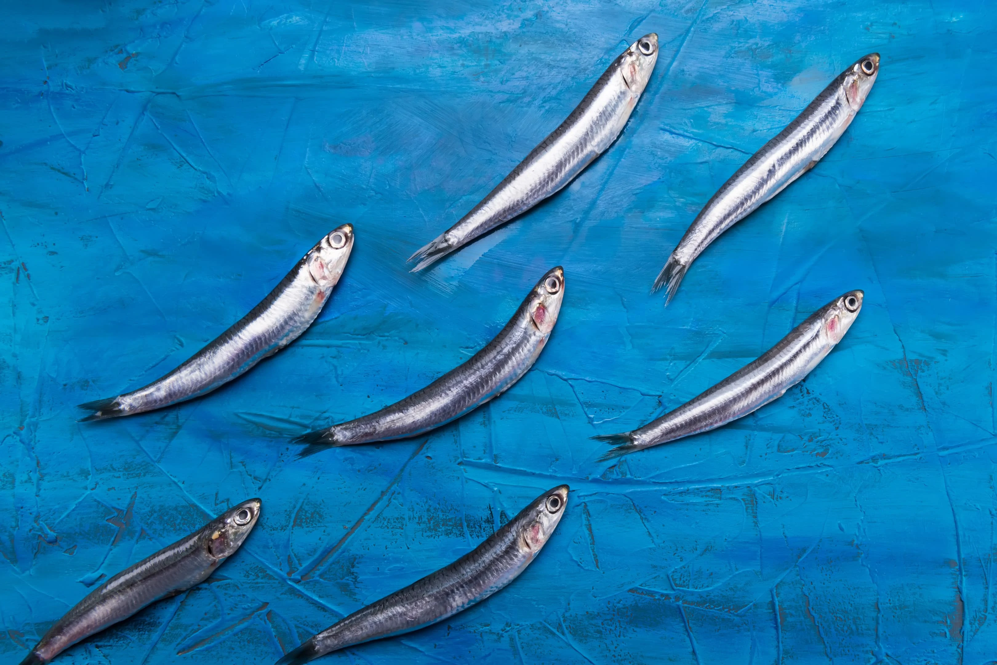 Anchovies are swimming on a blue sea background.