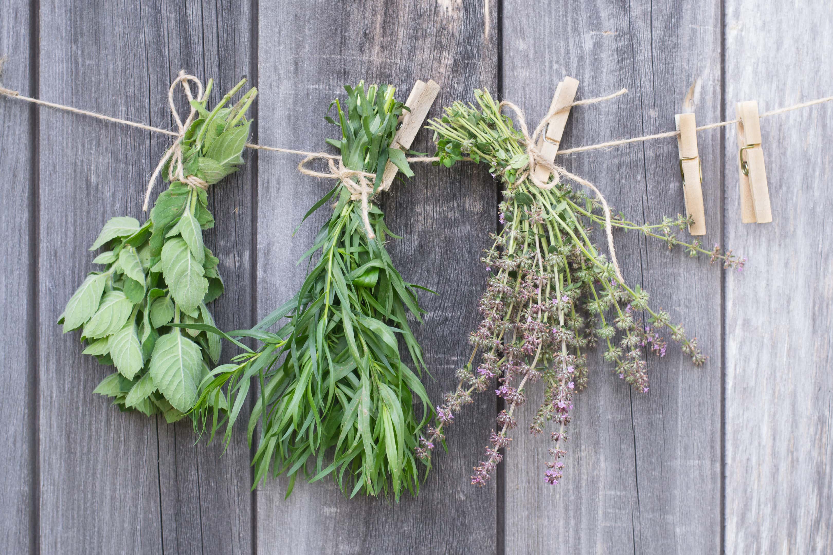 Basil and tarragon herbs hang to dry
