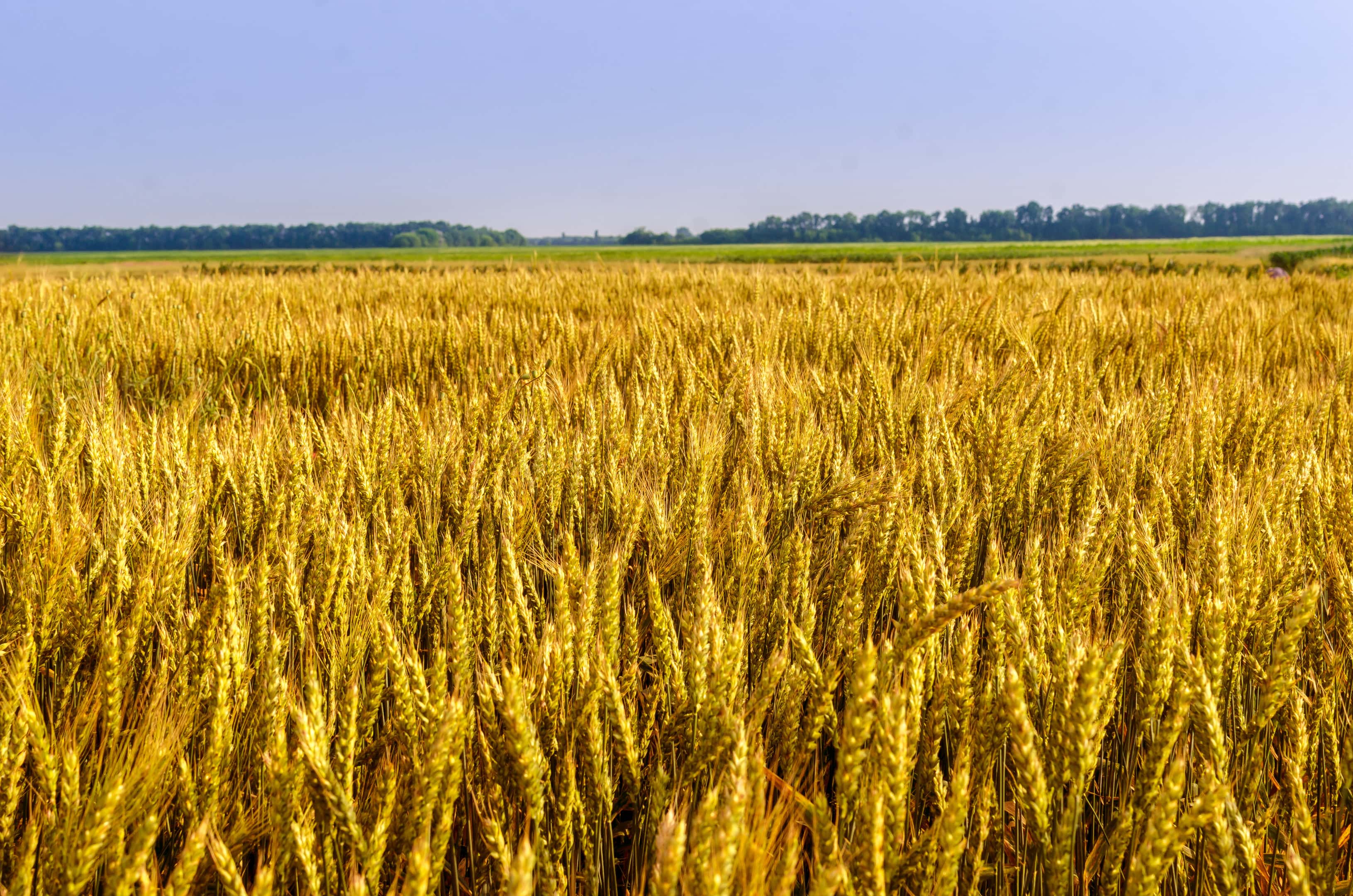 The boundless golden spelt field