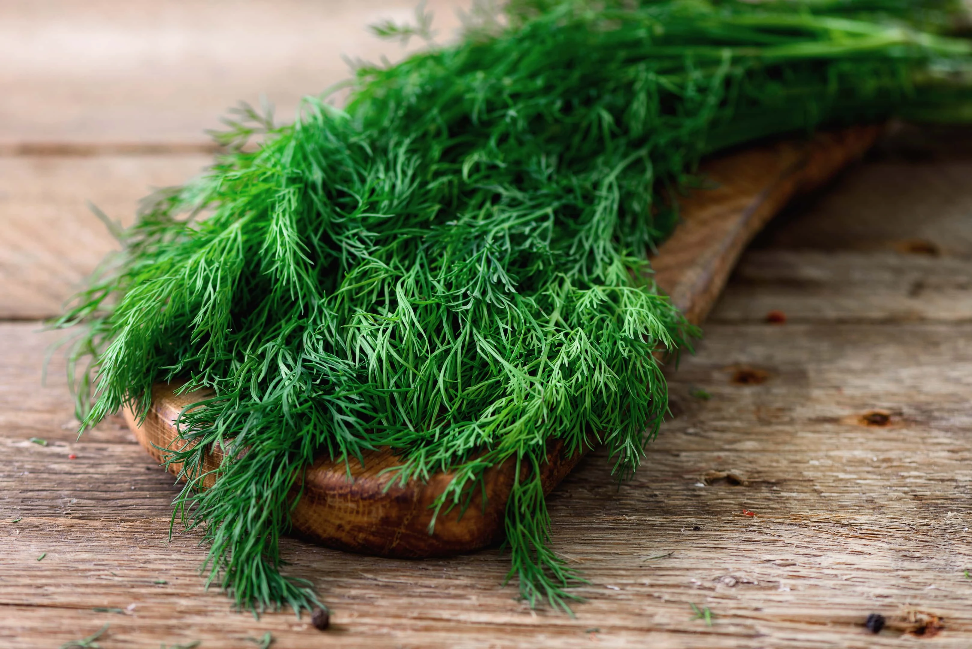 Fresh dill on wooden spoon