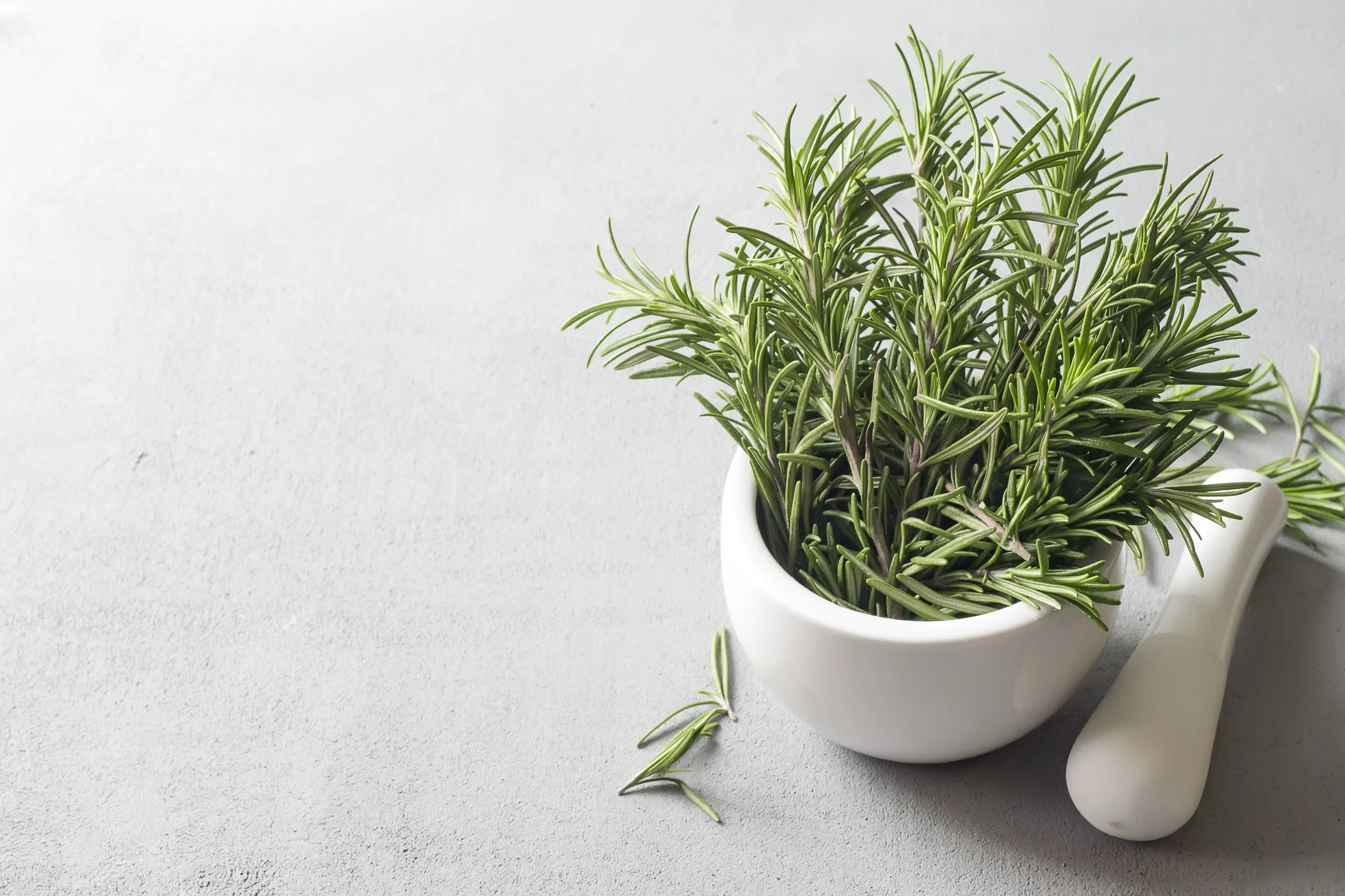 Rosemary in a ceramic bowl on a light background