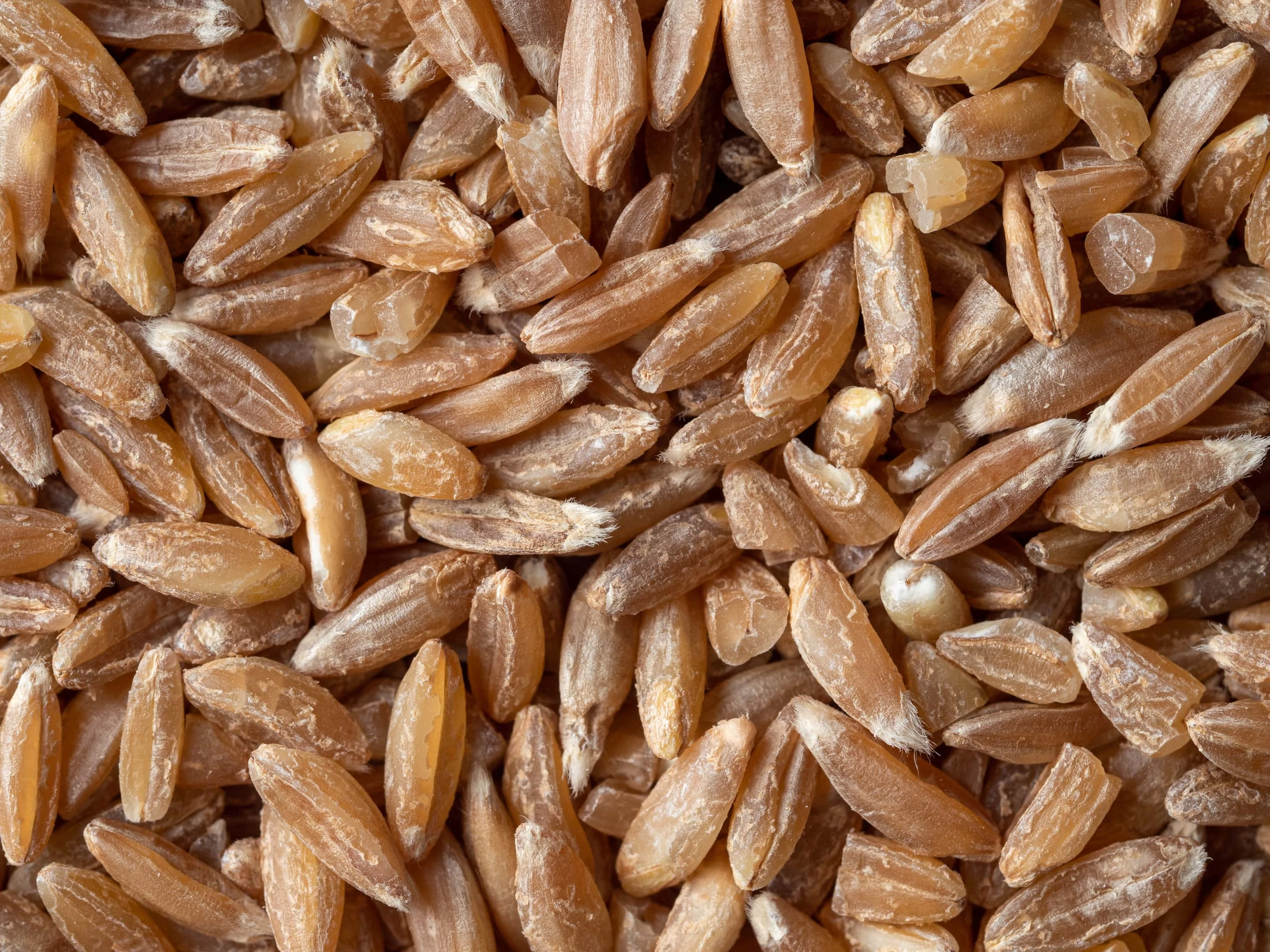 Spelt seeds close-up