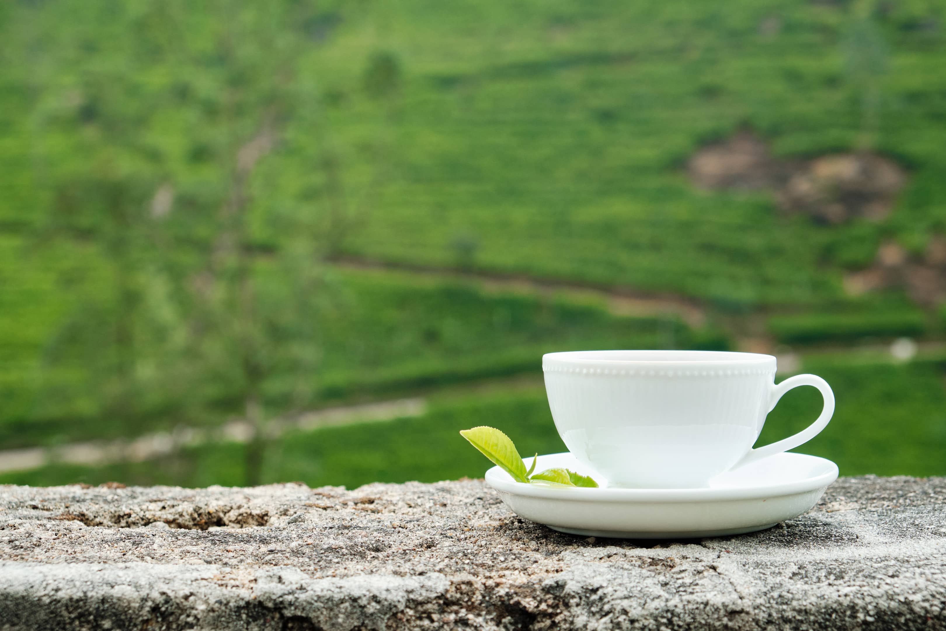 White cup of white tea on plantation background