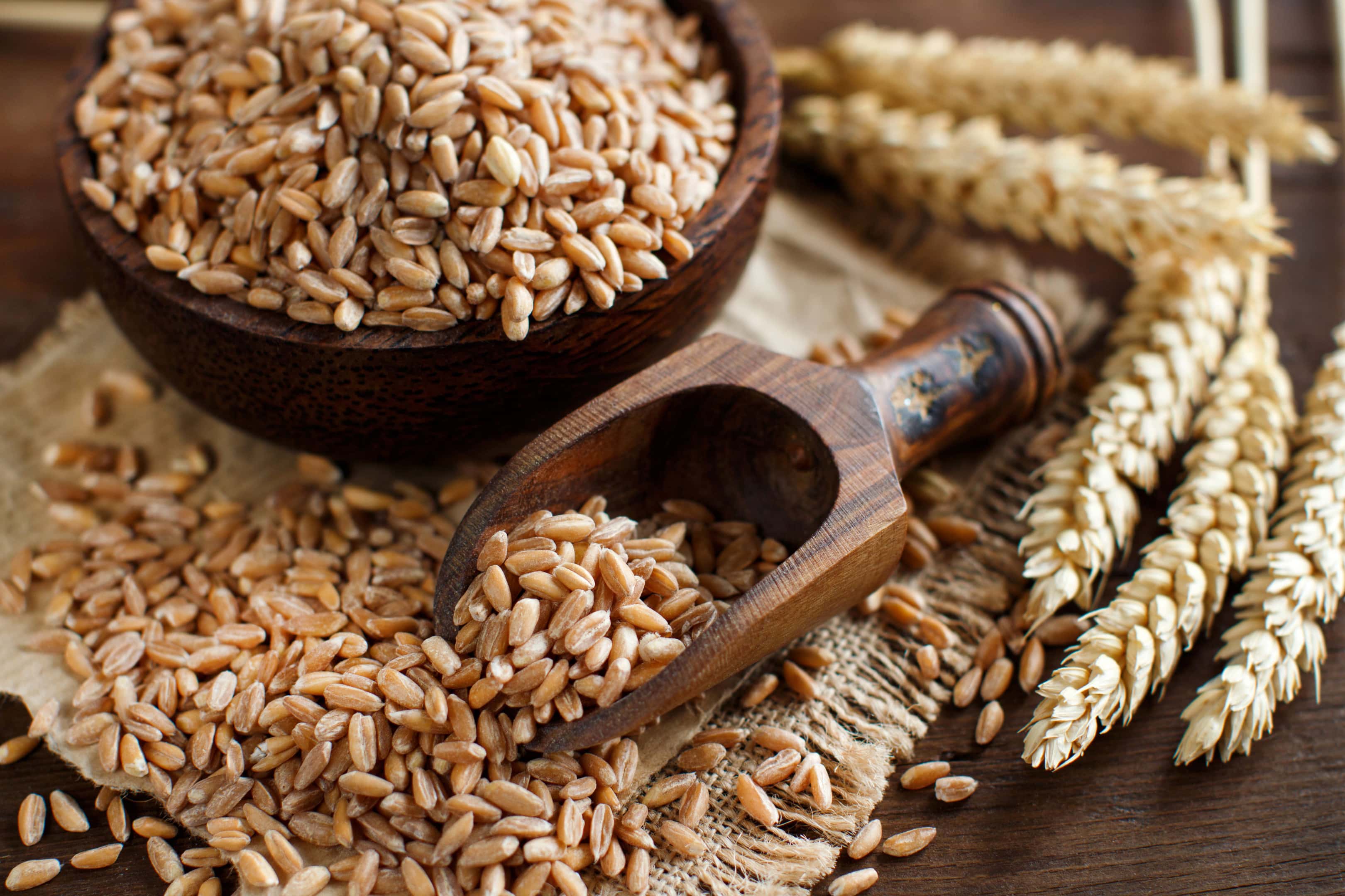 Fresh harvest whole grain. Grains is one of our list of foods for A-negative blood type diet.