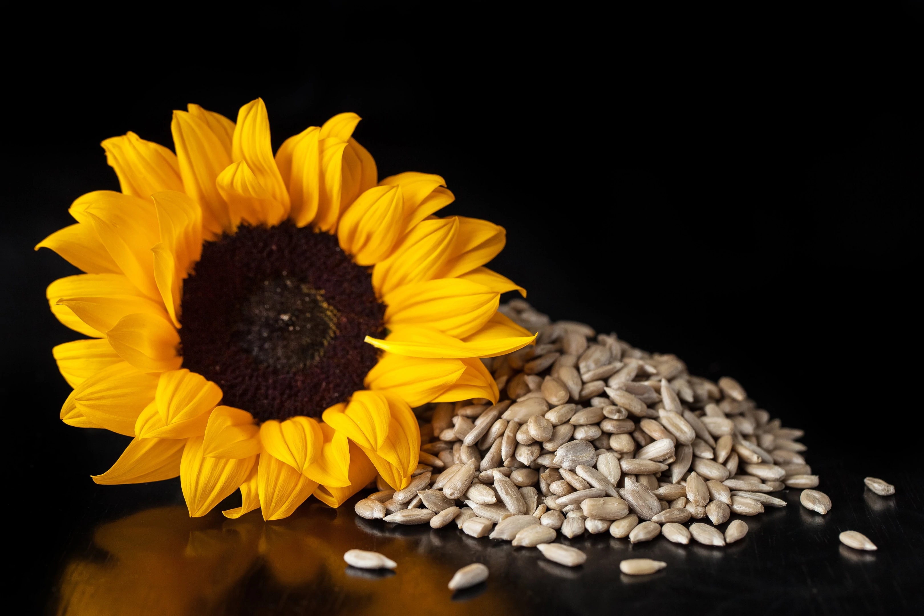 Flower sunflower and peeled sunflower seeds