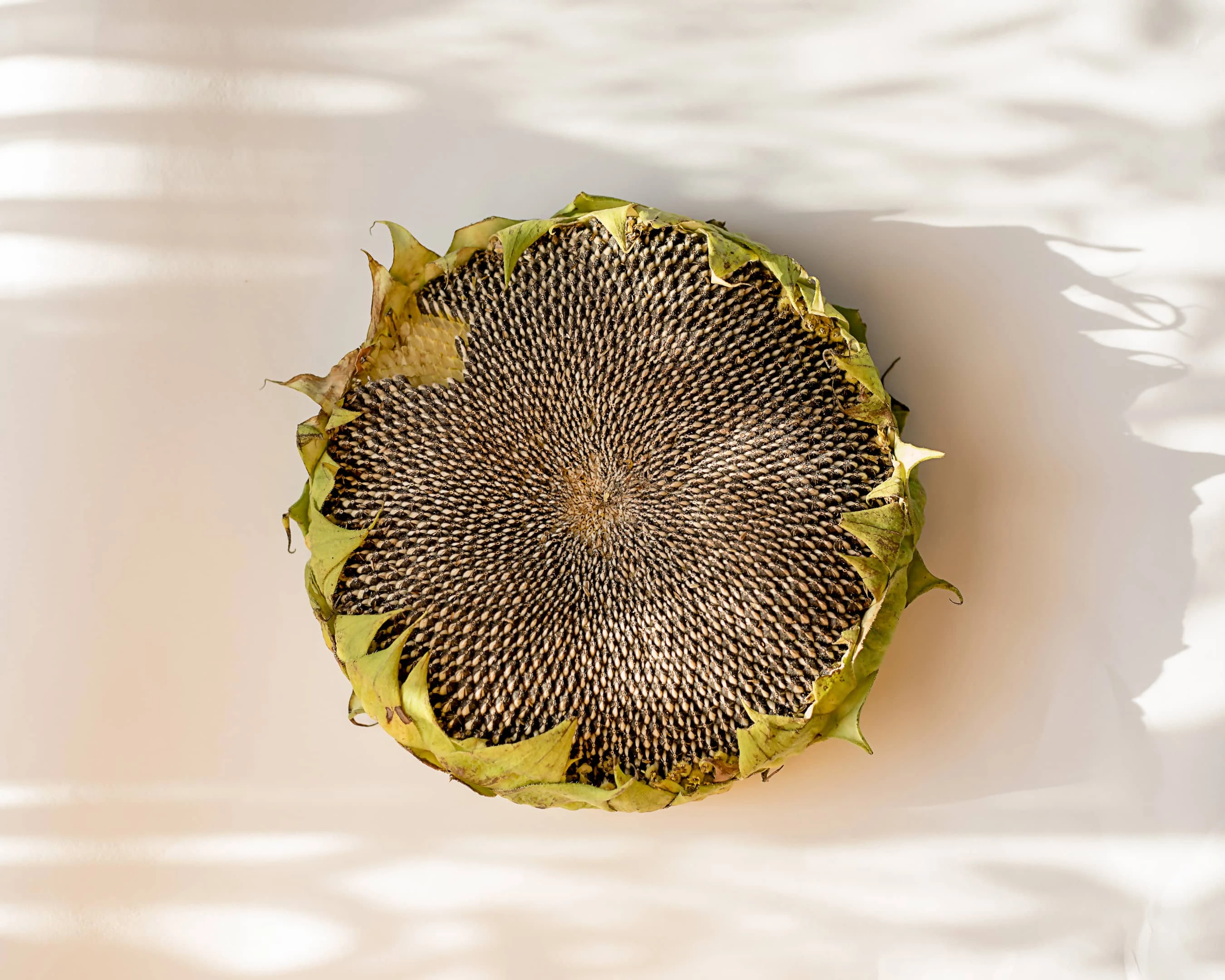 Mature sunflower with seeds on gray table