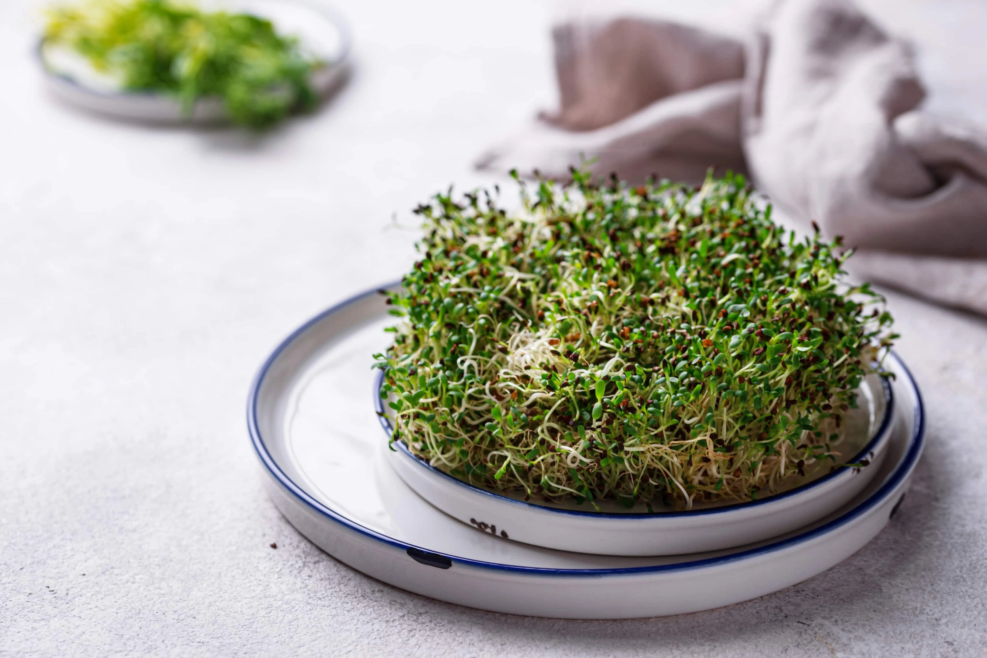 Microgreen sprouts alfalfa on plate