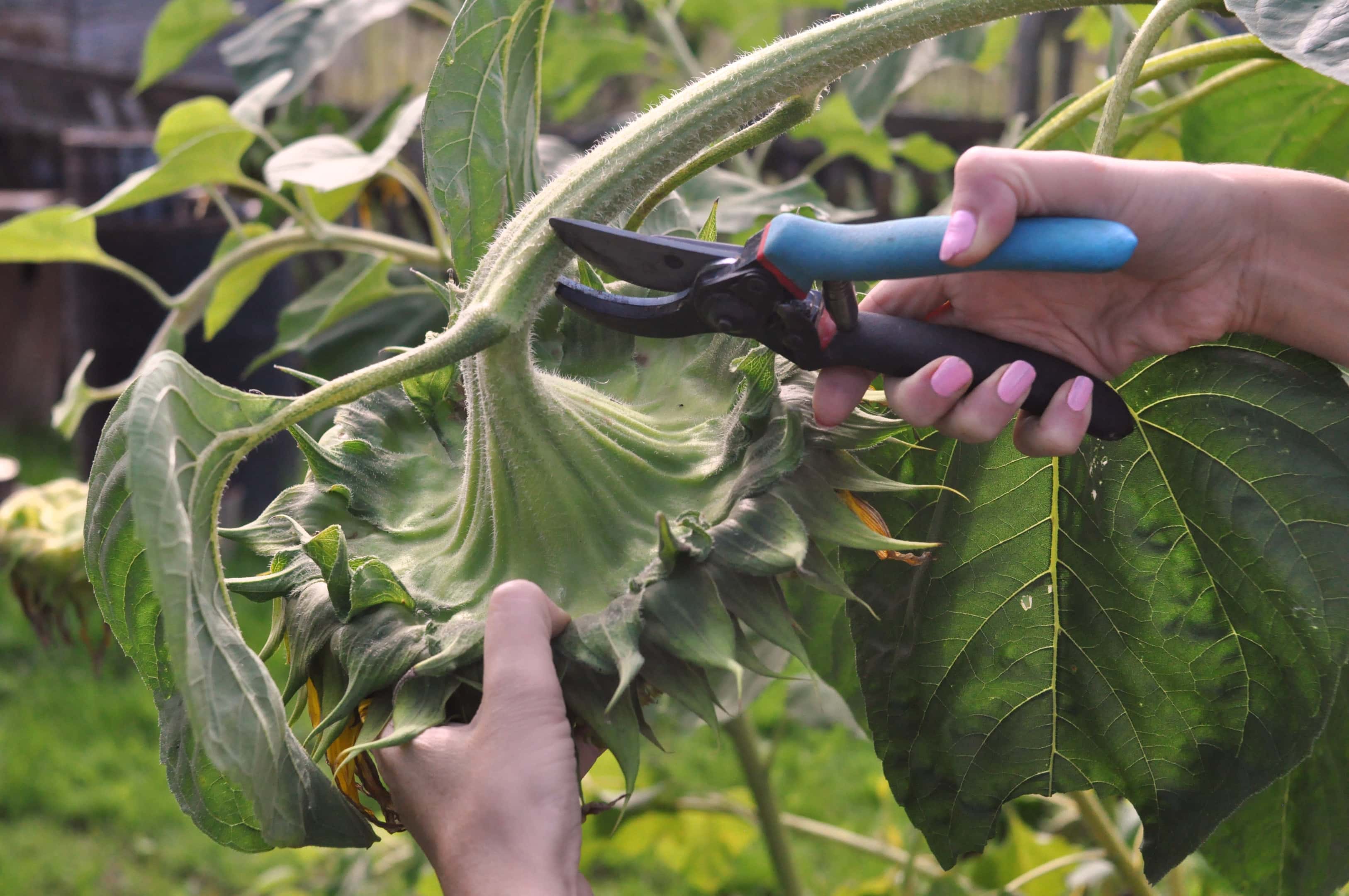 Ripe sunflower is harvested