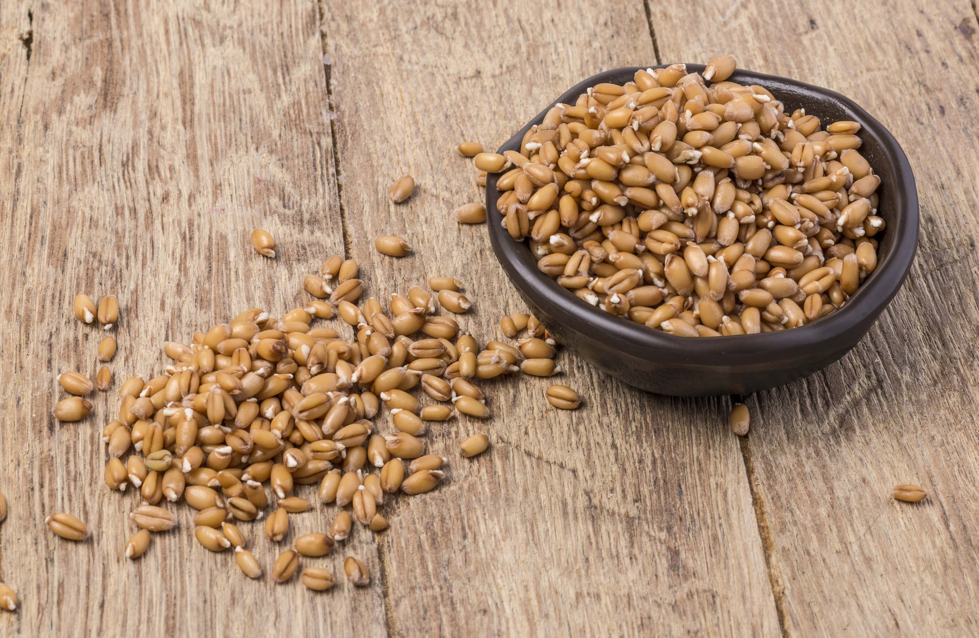 Sprouted wheat in bowl on wooden table