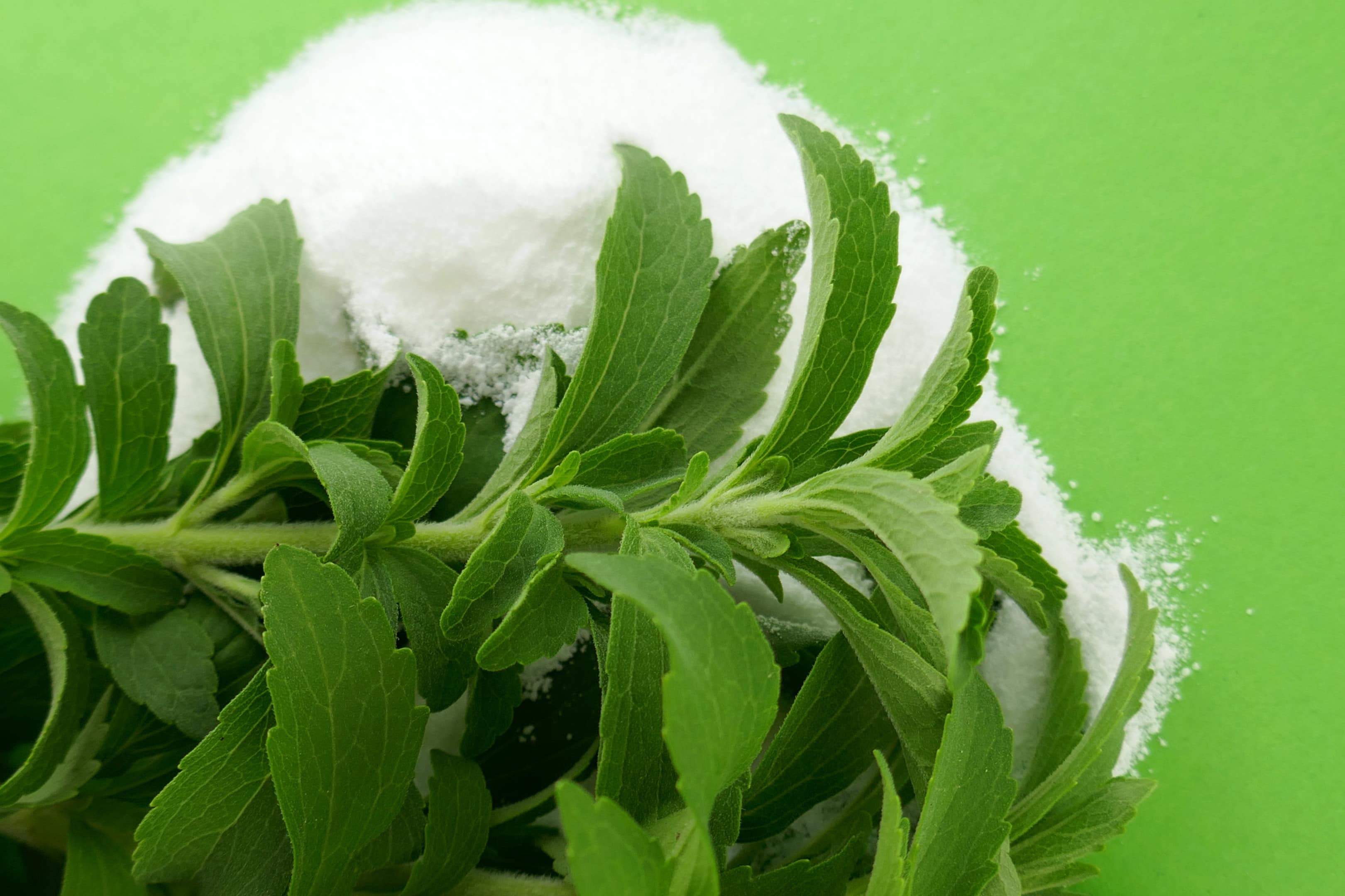 Stevia rebaudiana leaves and natural sweetener powder on green background
