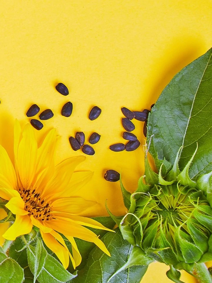 Sunflowers with green leaves and sunflower seeds on yellow background square