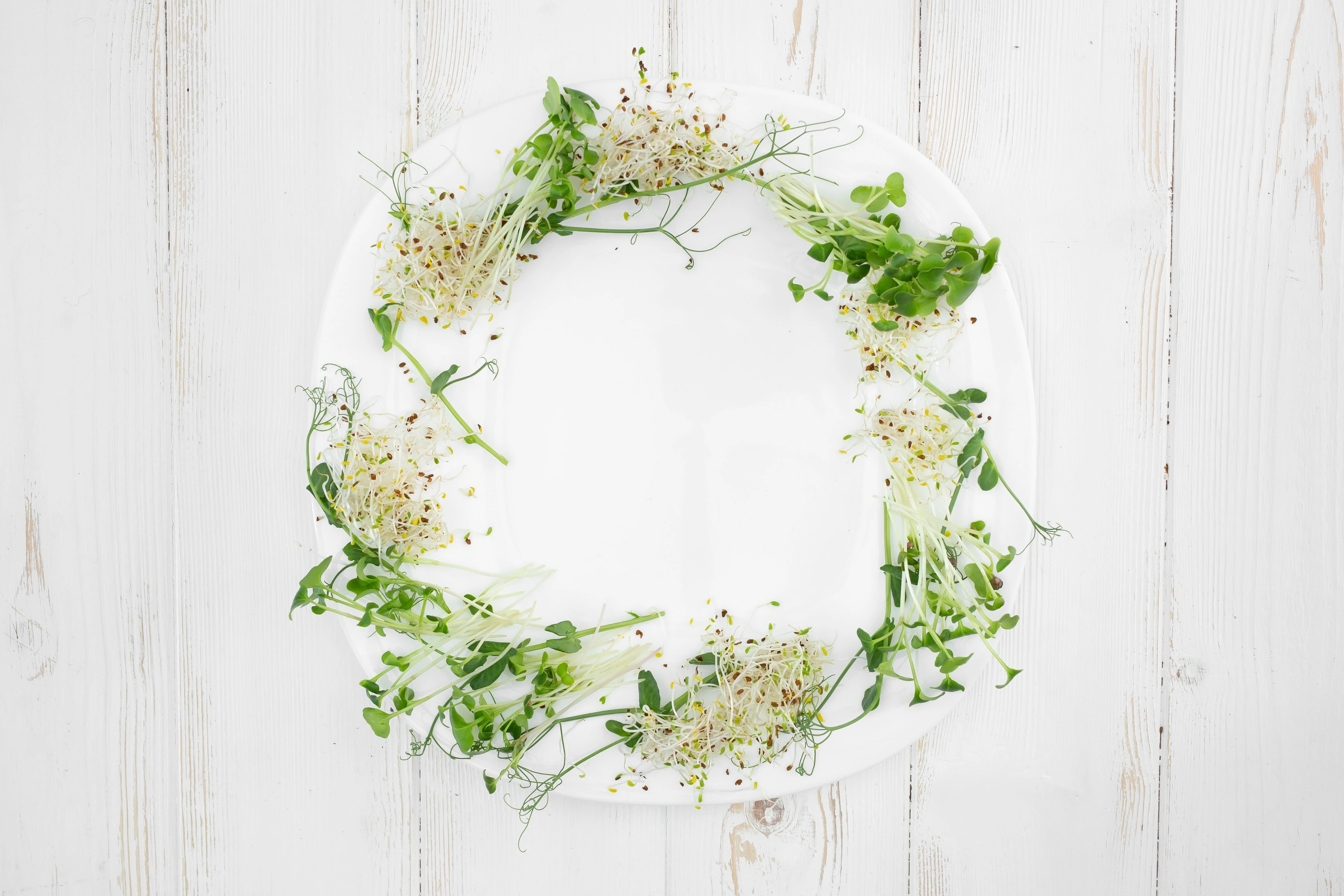 White Plate With Pea Radish and Alfalfa Sprouts