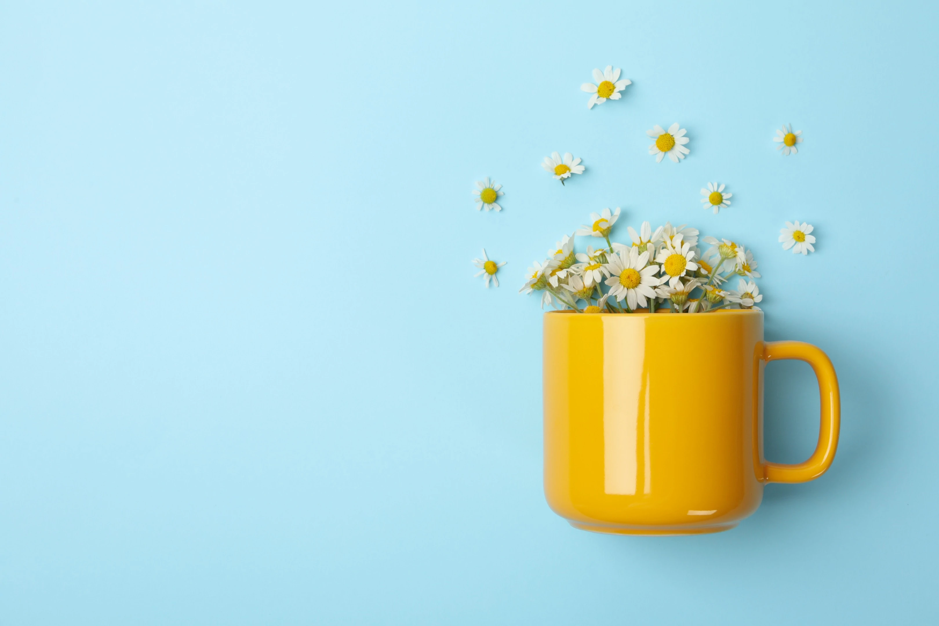 Cup of chamomile tea on blue background