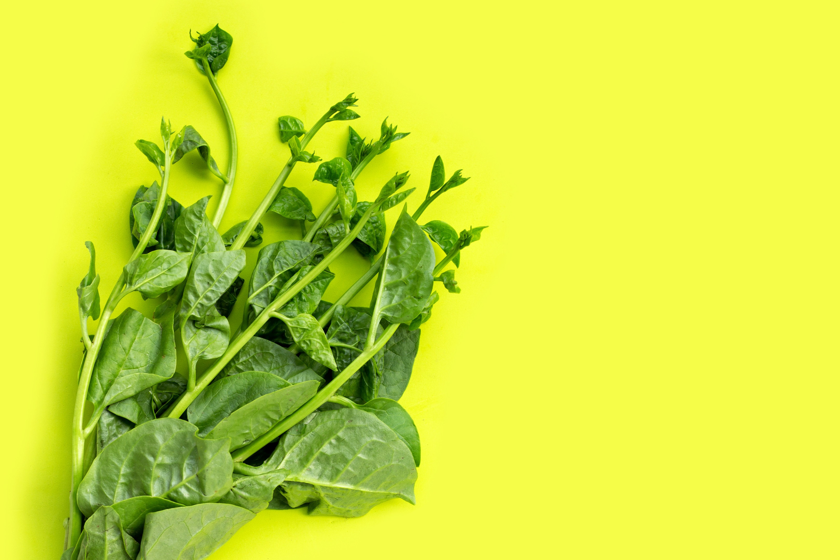 Ceylon spinach leaves on yellow background