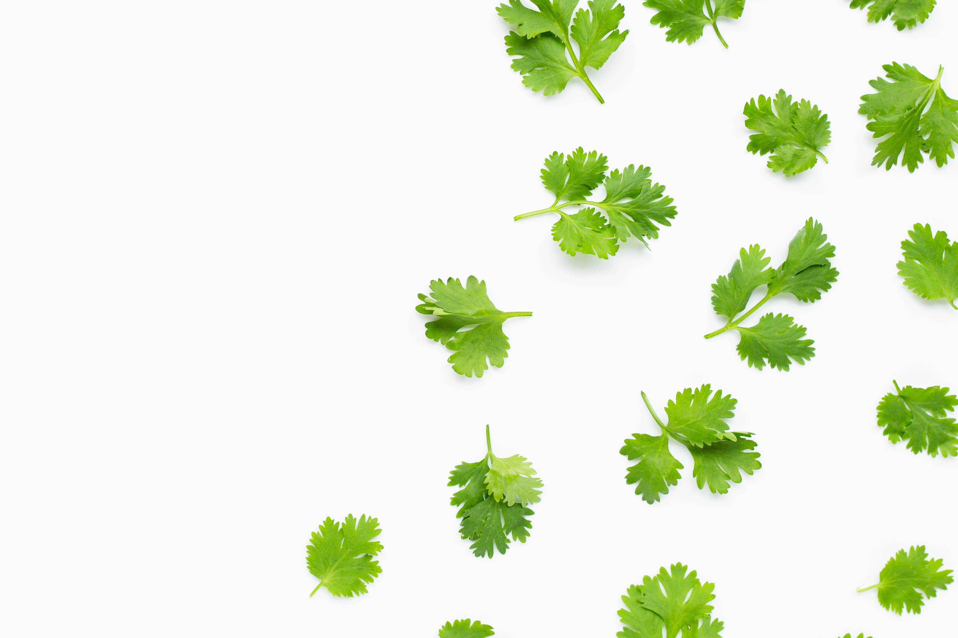 Fresh coriander cilantro leaves on white background