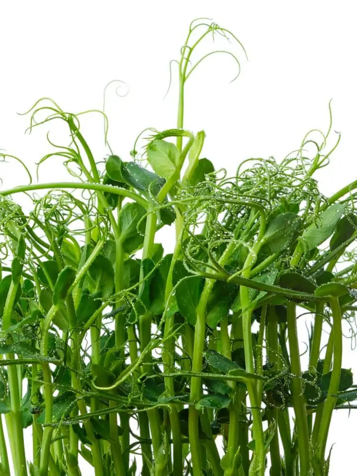 Fresh pea sprouts microgreens