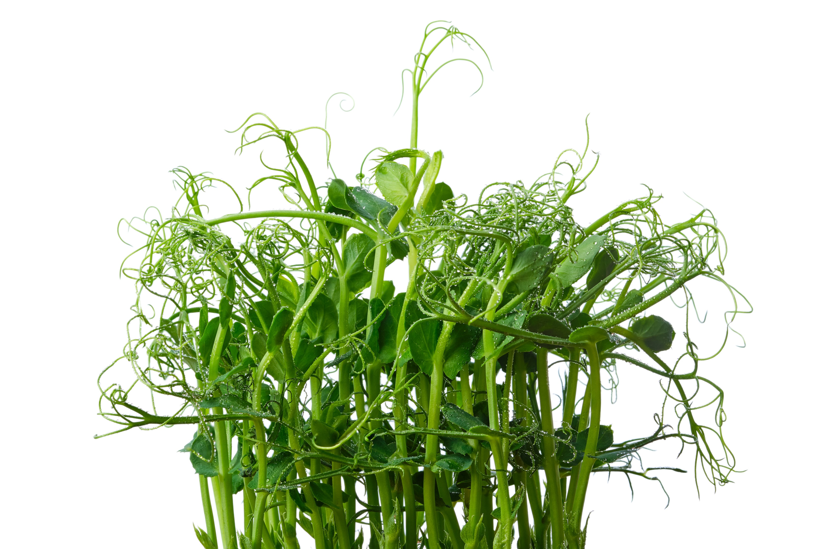 Packed With Nutrients: 6 Health Benefits of Eating Pea Shoots - Blend of  Bites