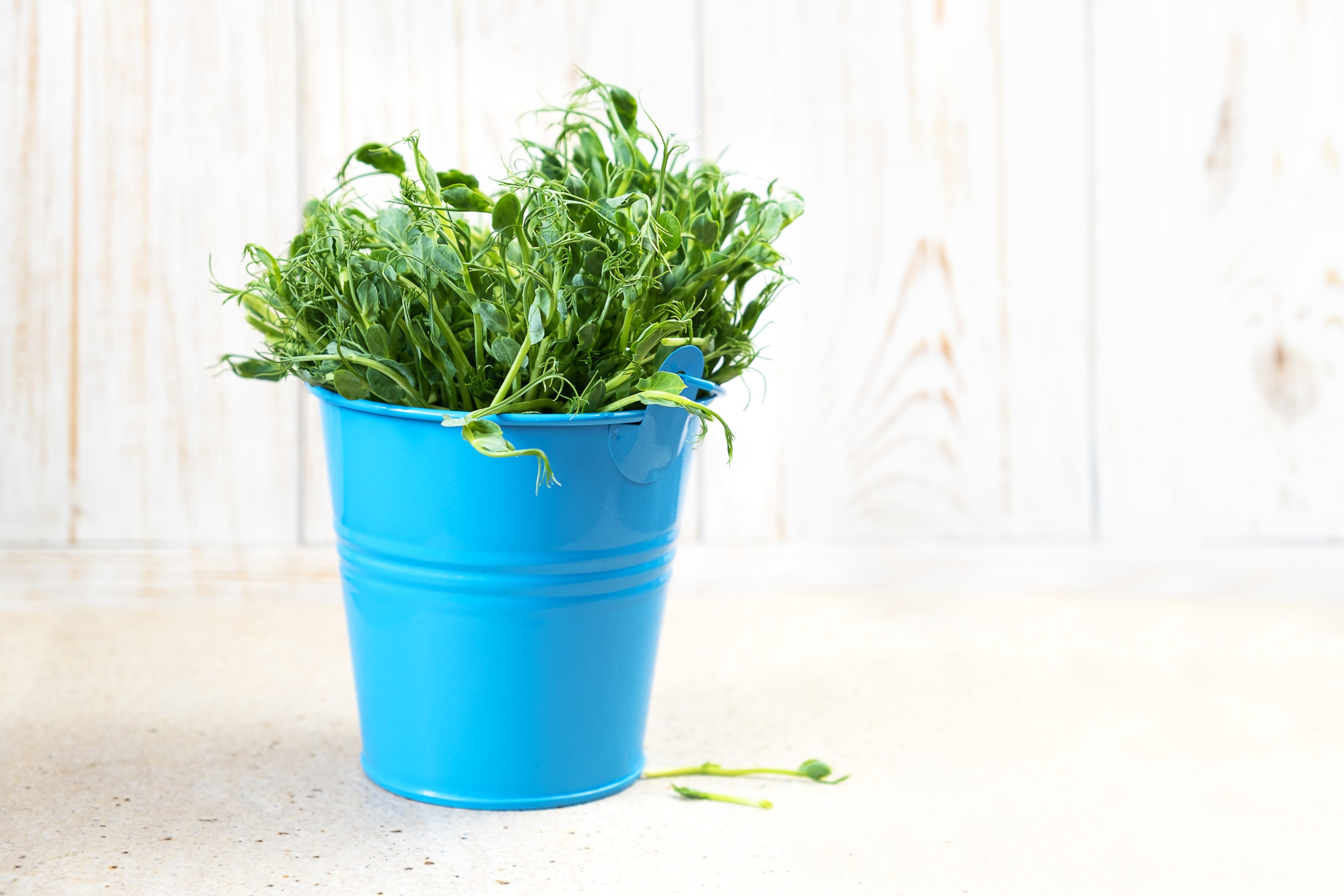 Micro greens snow pea sprouts in blue bucket