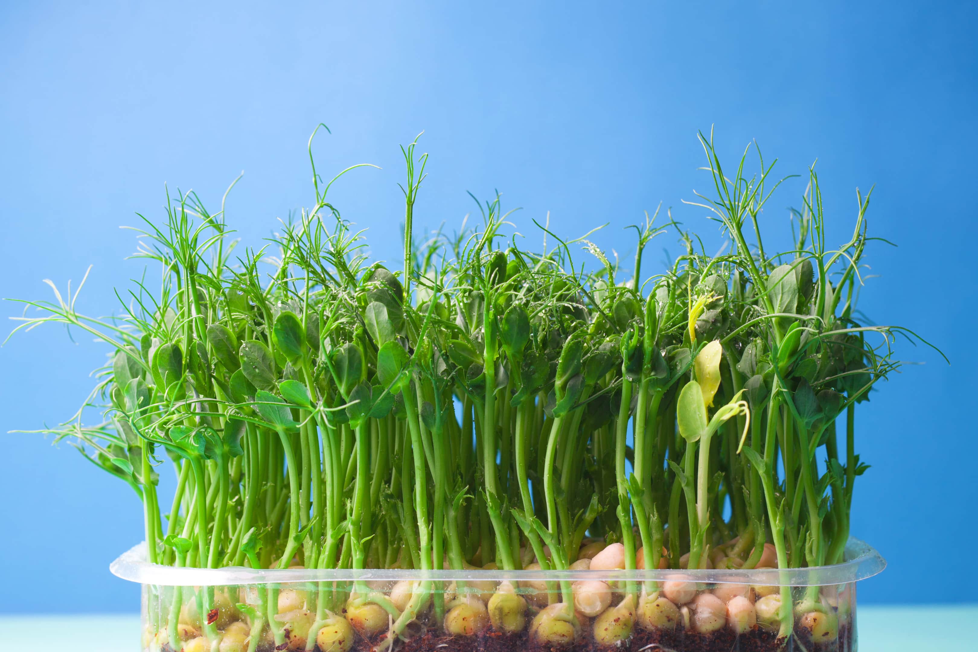 Pea shoots microgreen sprouts grown in plastic tray