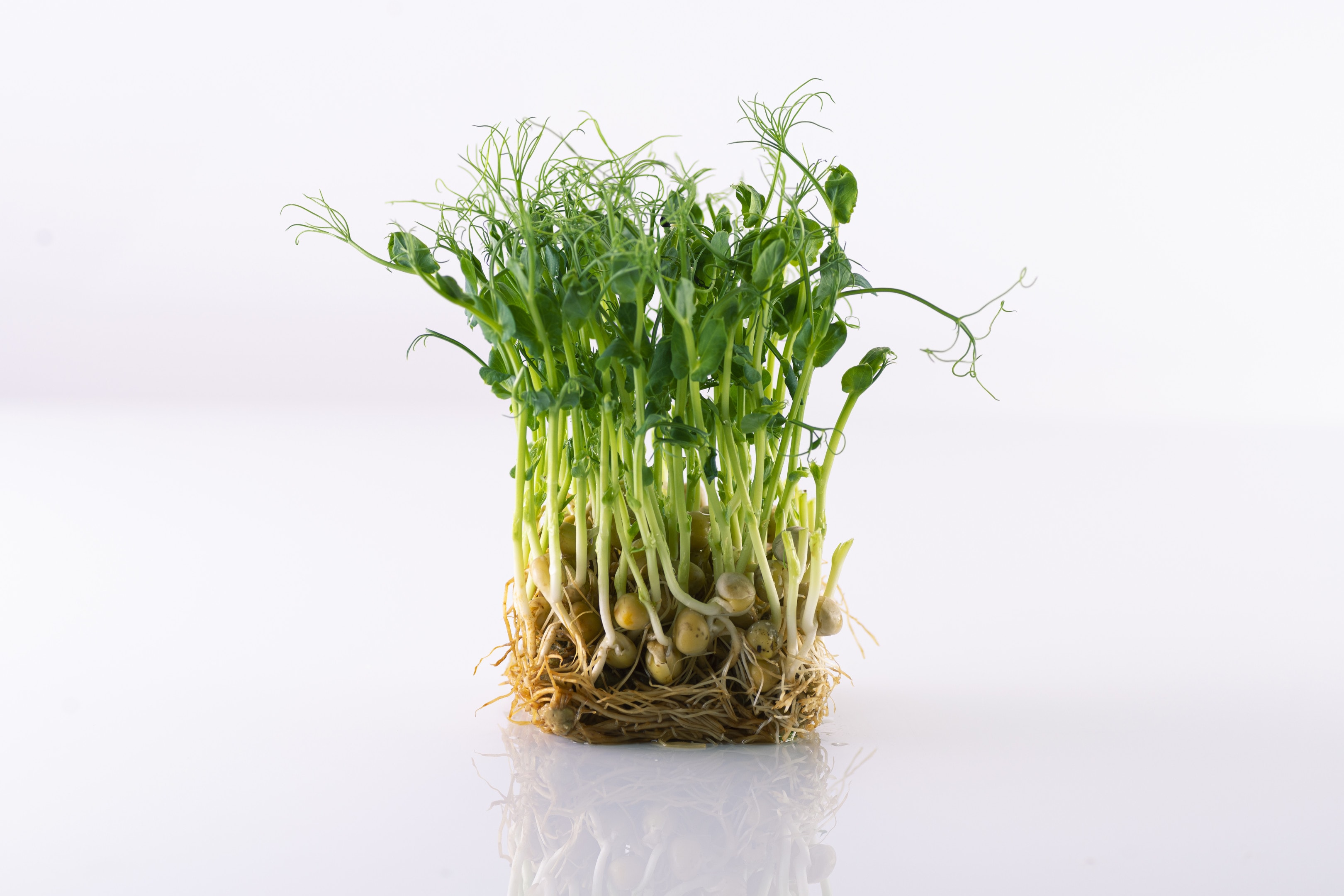 Pea shoots on white surface micro greens growing