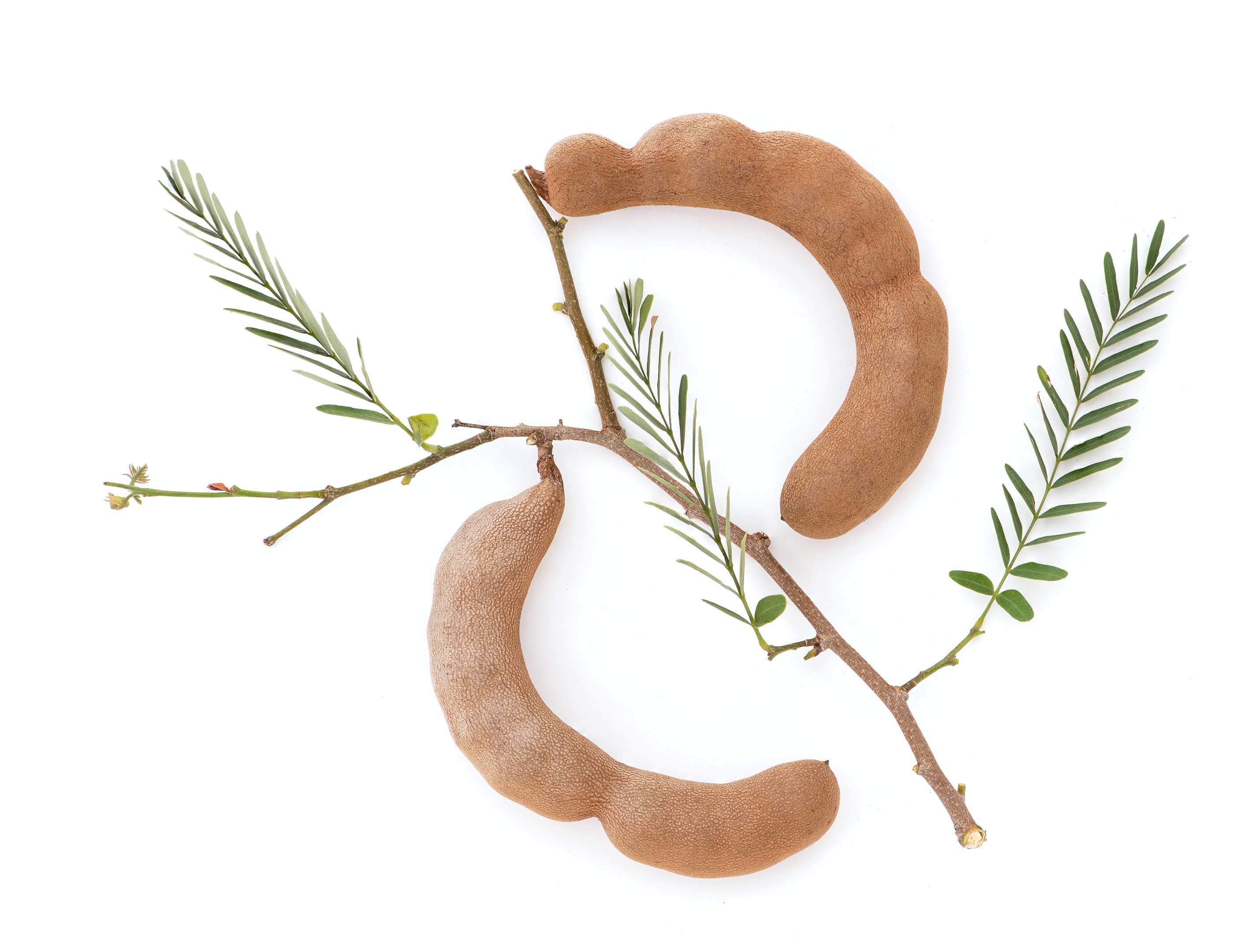 Tamarind fruits with green leaves on white surface