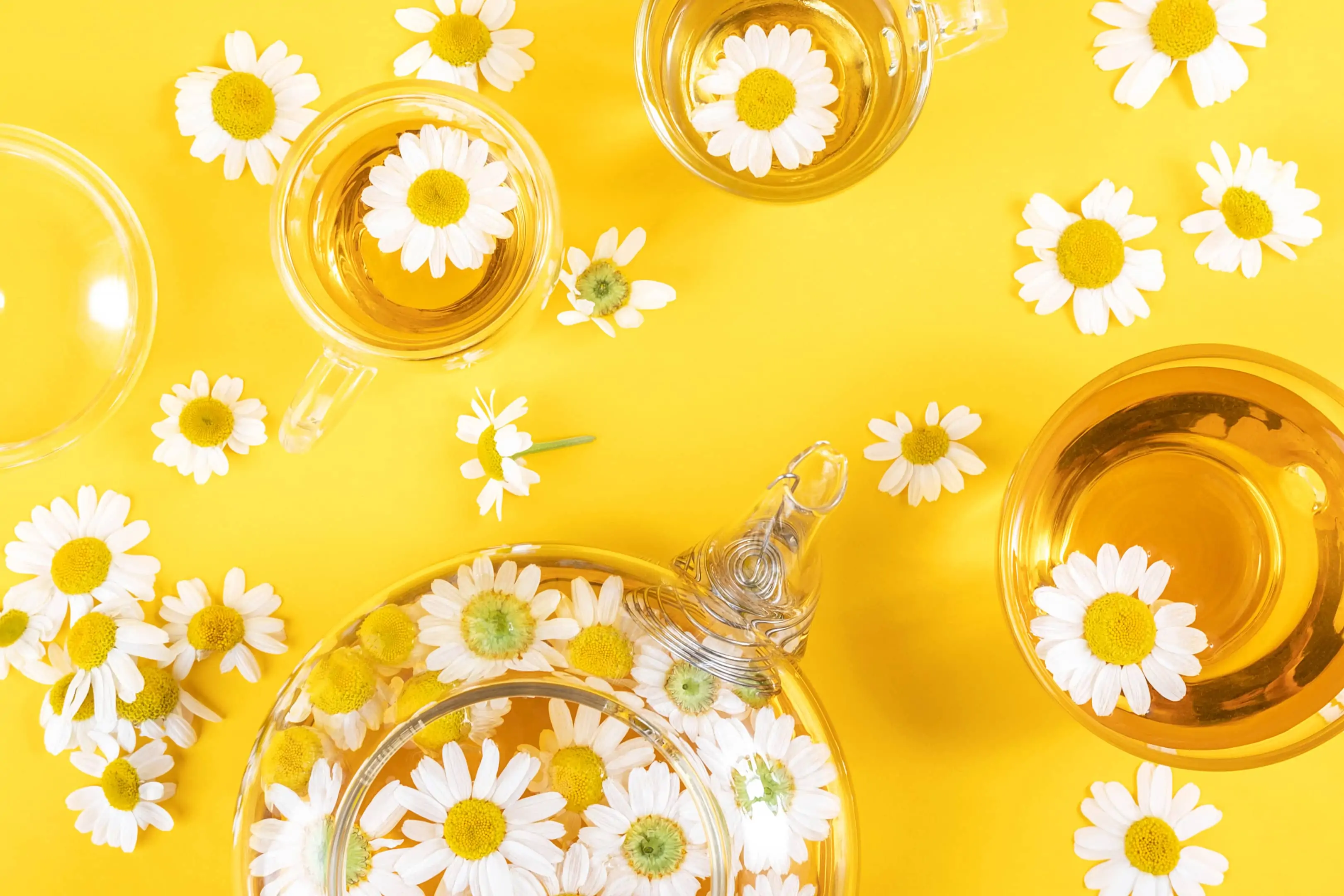 Three cups and transparent teapot with chamomile tea and chamomile flowers
