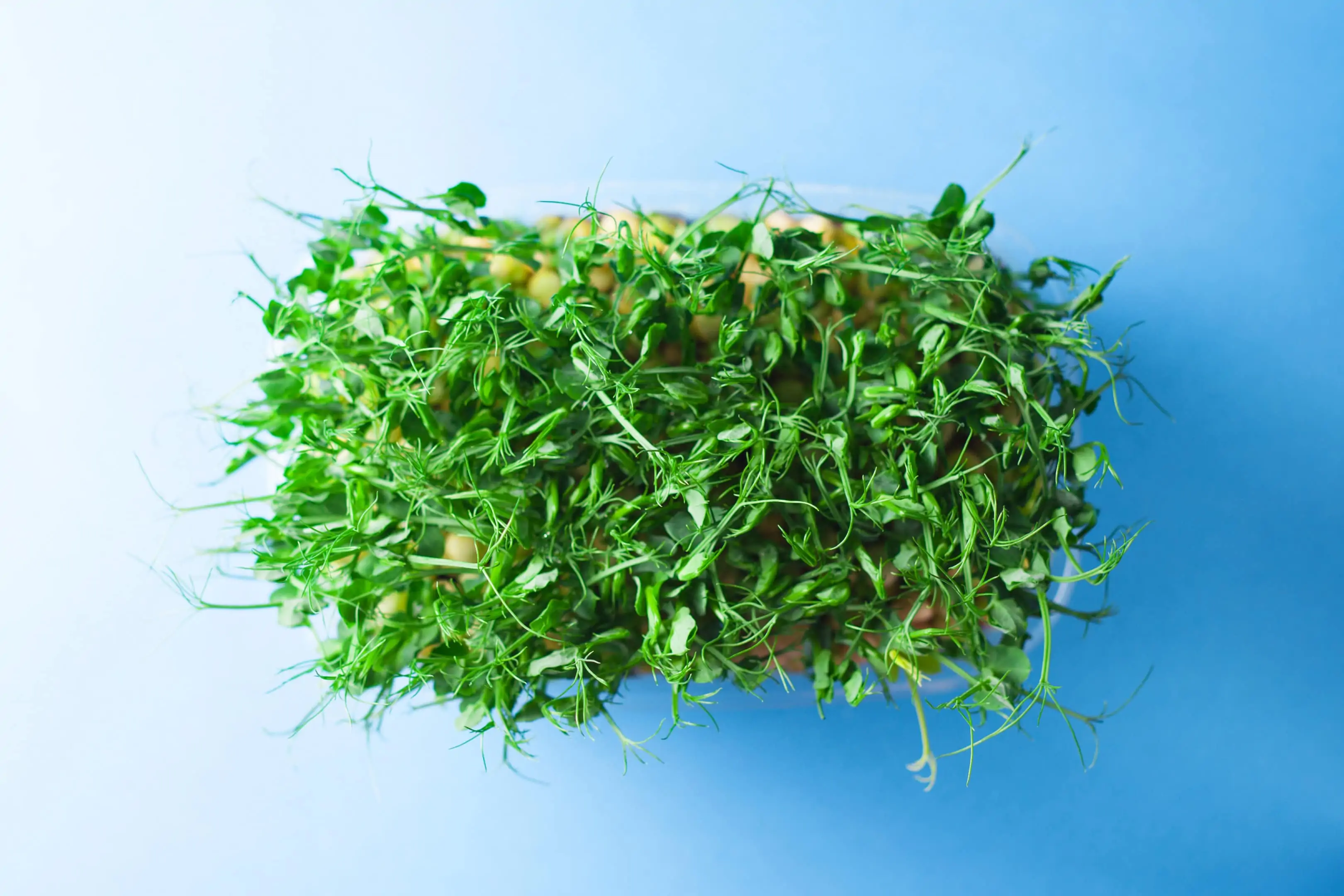 Young pea shoots sprouts microgreen on blue background