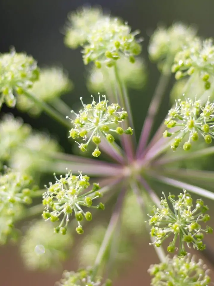 Angelica herb — medicinal plant — close up
