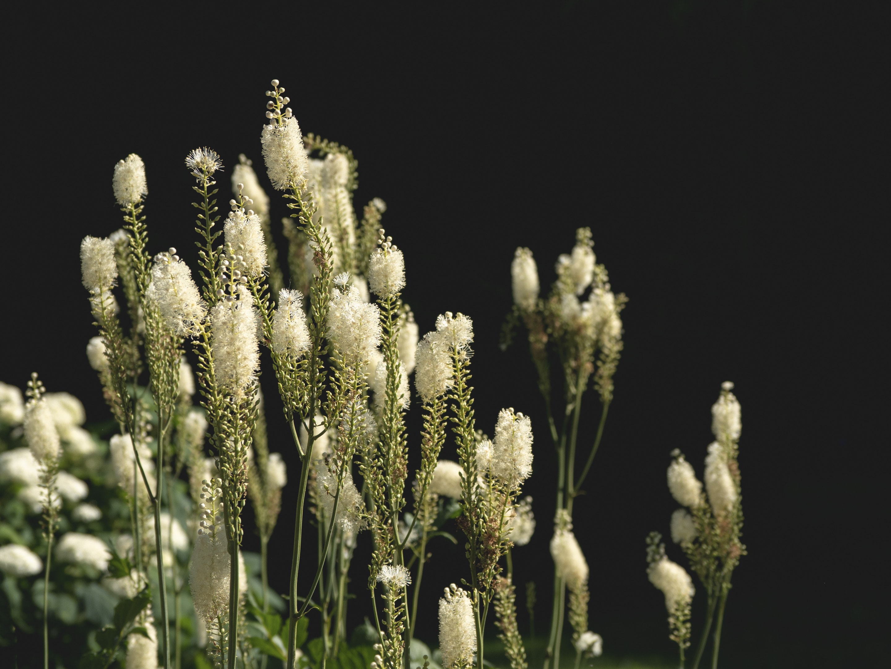 Black cohosh herb — medicinal plant — close up