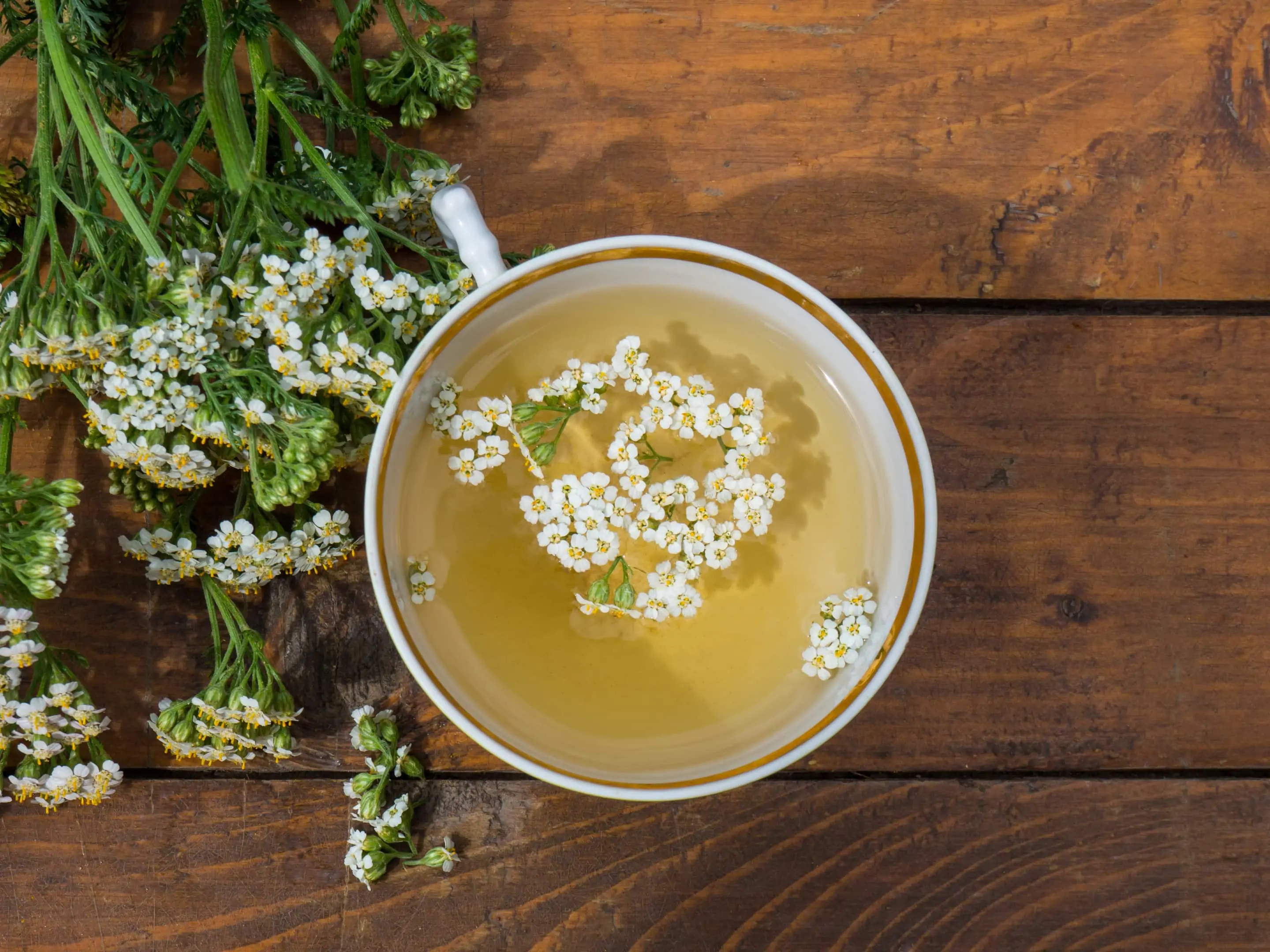 Yarrow herb — medicinal plant — tea mug with yarrow flowers