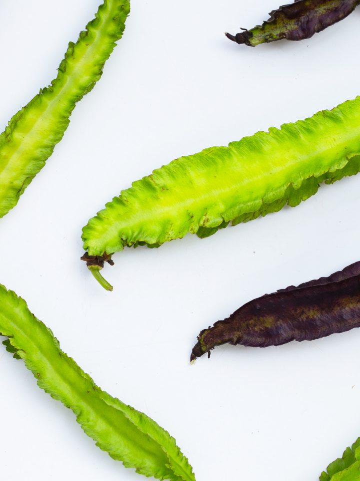 Winged bean on white background.