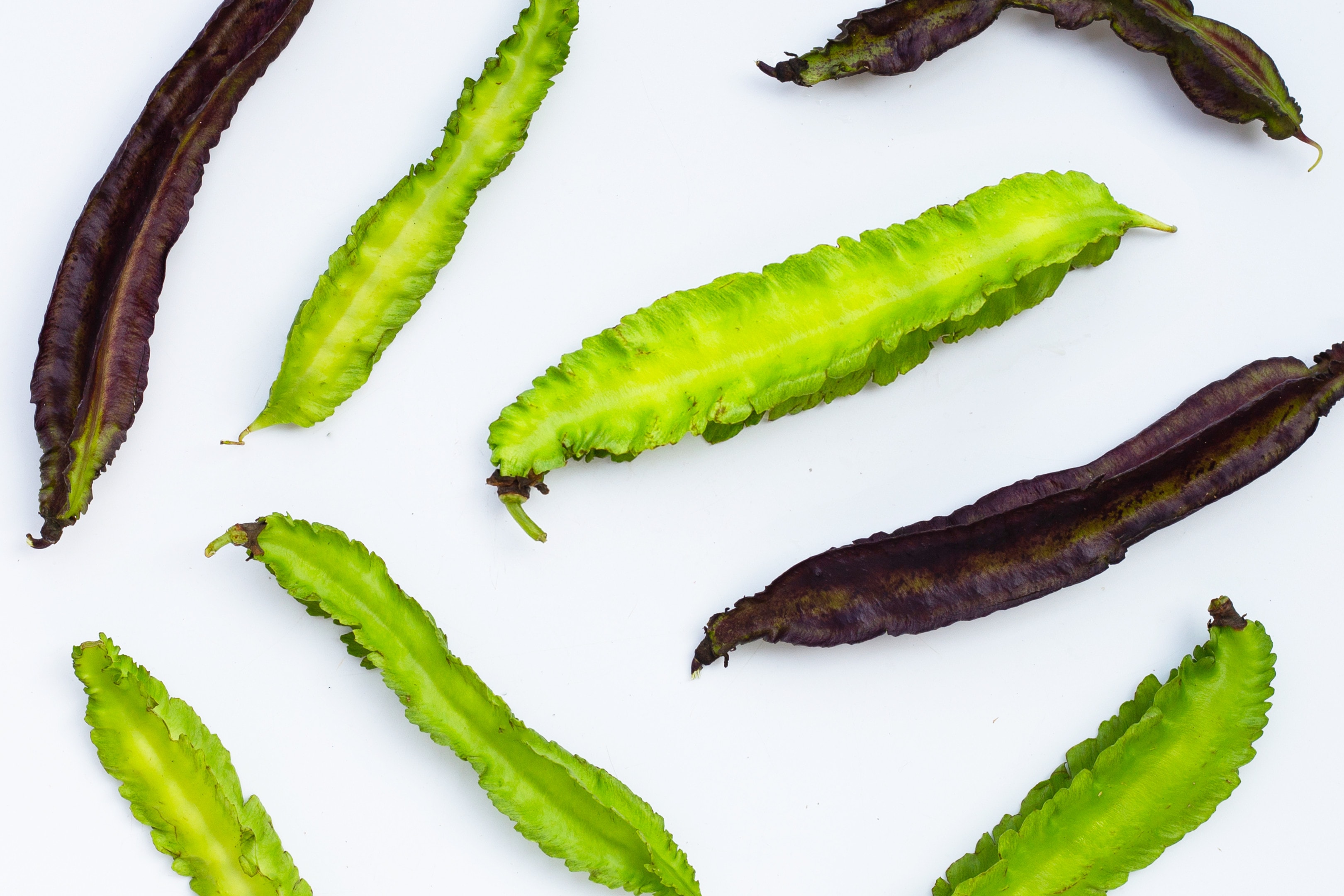 Winged Bean Health Benefits Sigarilyas Benefits Blend Of Bites