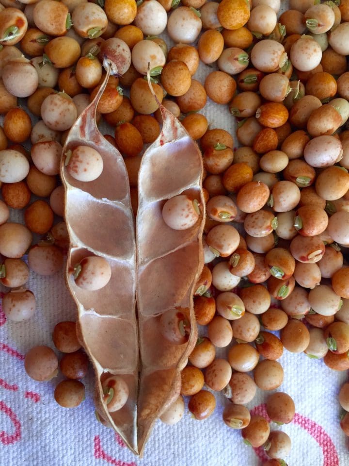 Pigeon peas with shell