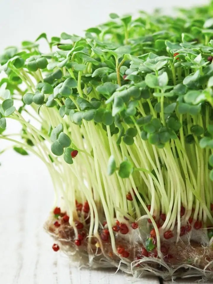 Close up of broccoli sprouts