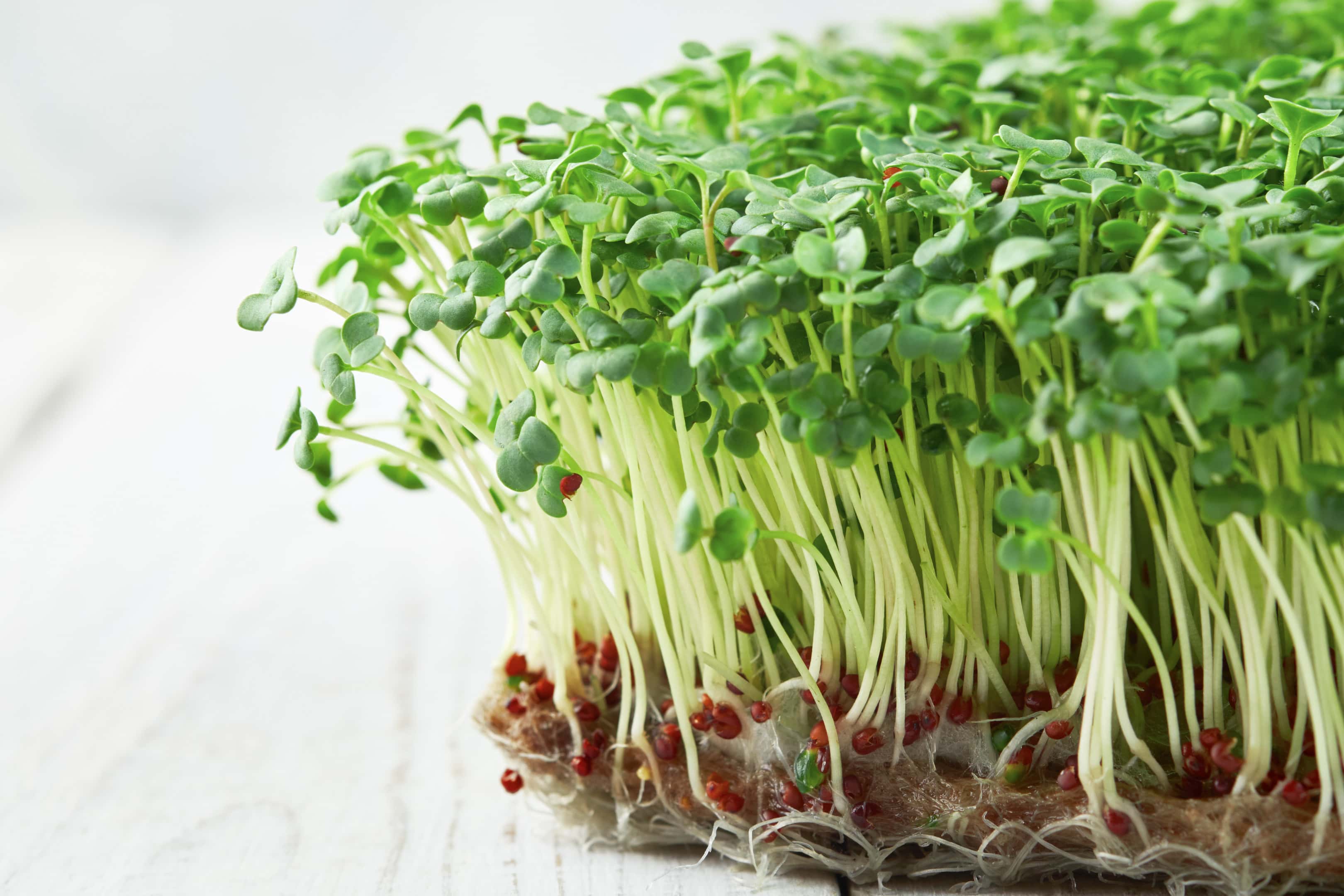 Close up of broccoli sprouts